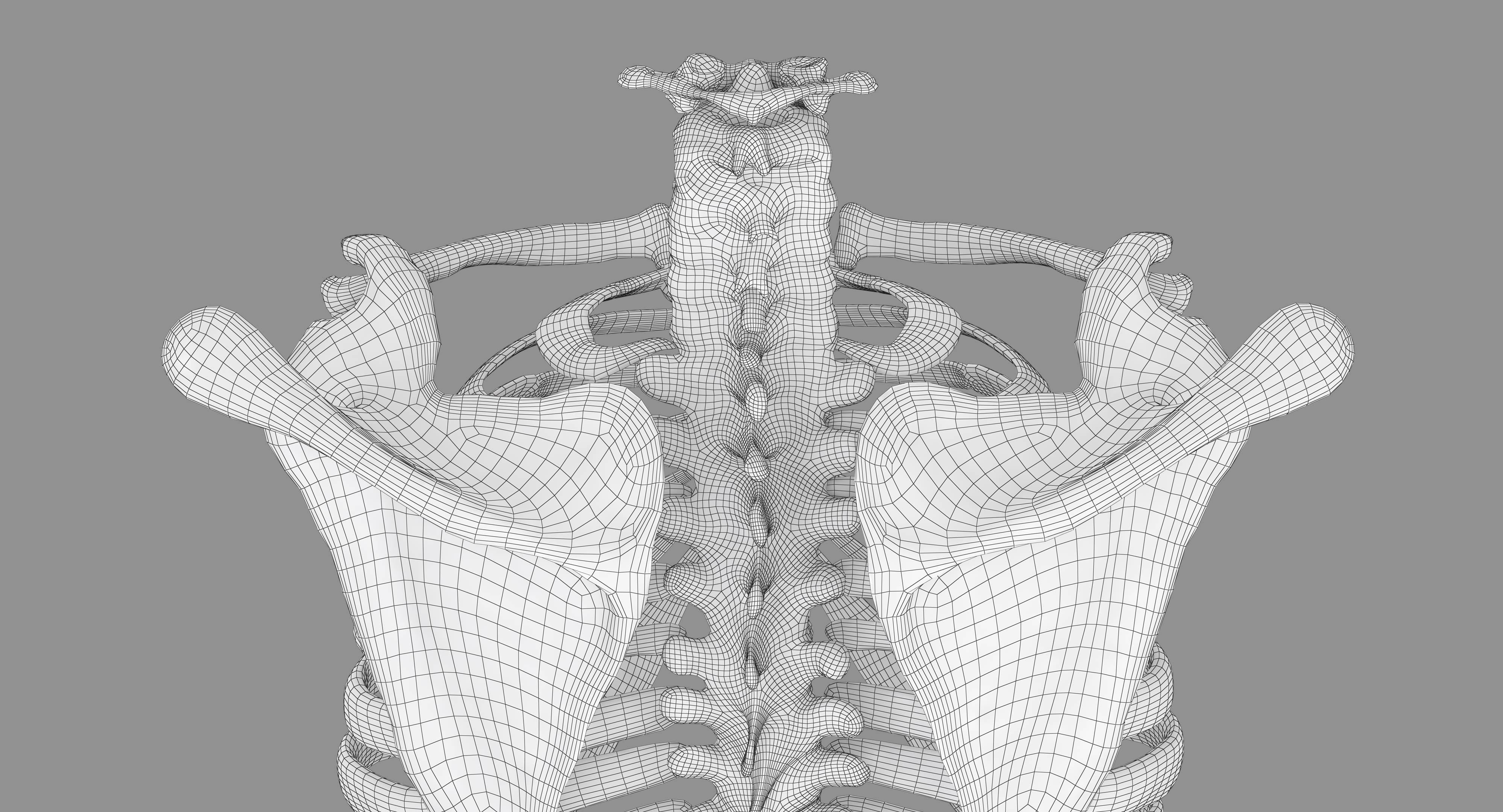 Human Spine Scanned Low-poly 3D model_45