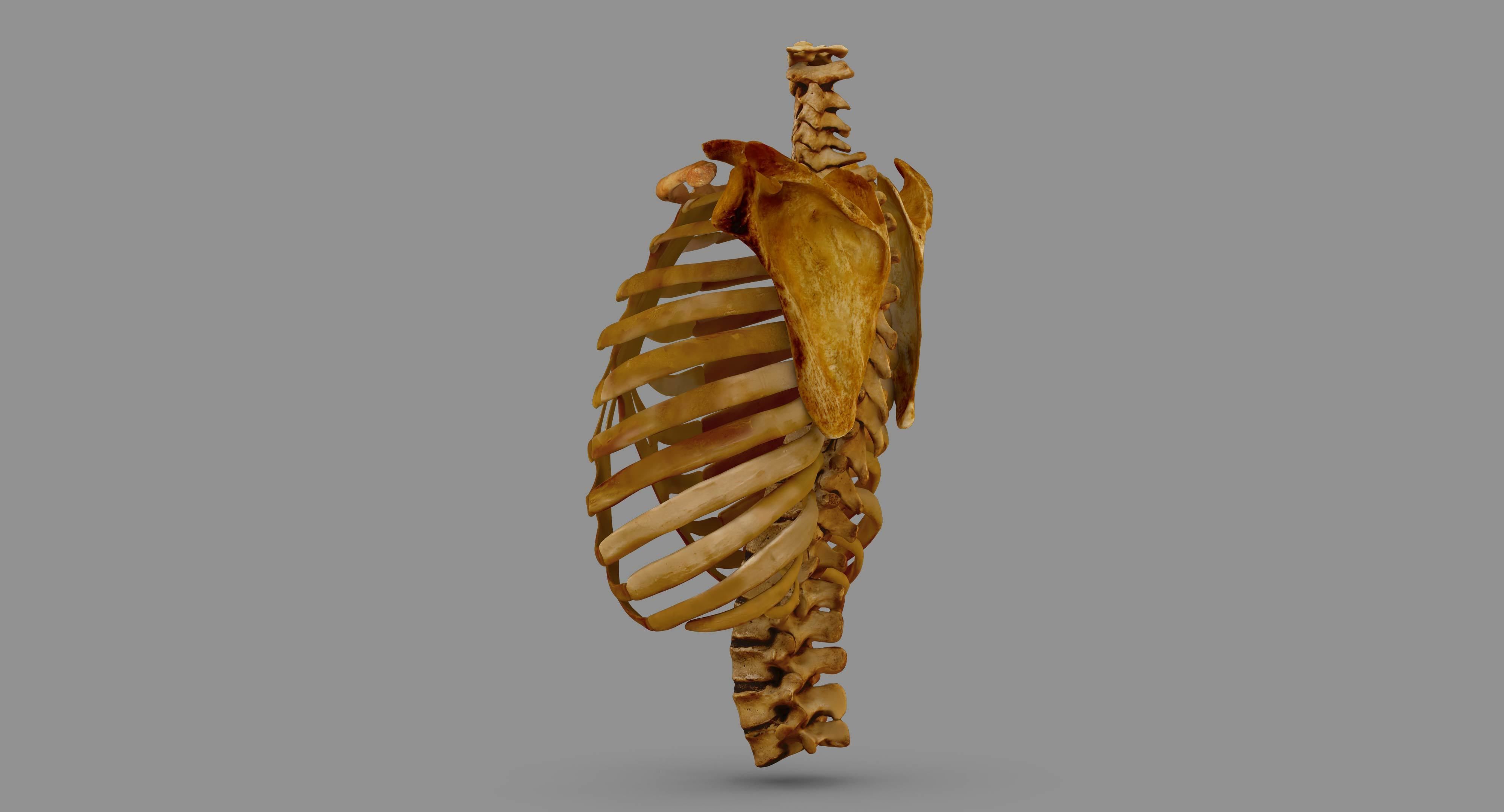 Human Spine Scanned Low-poly 3D model_116