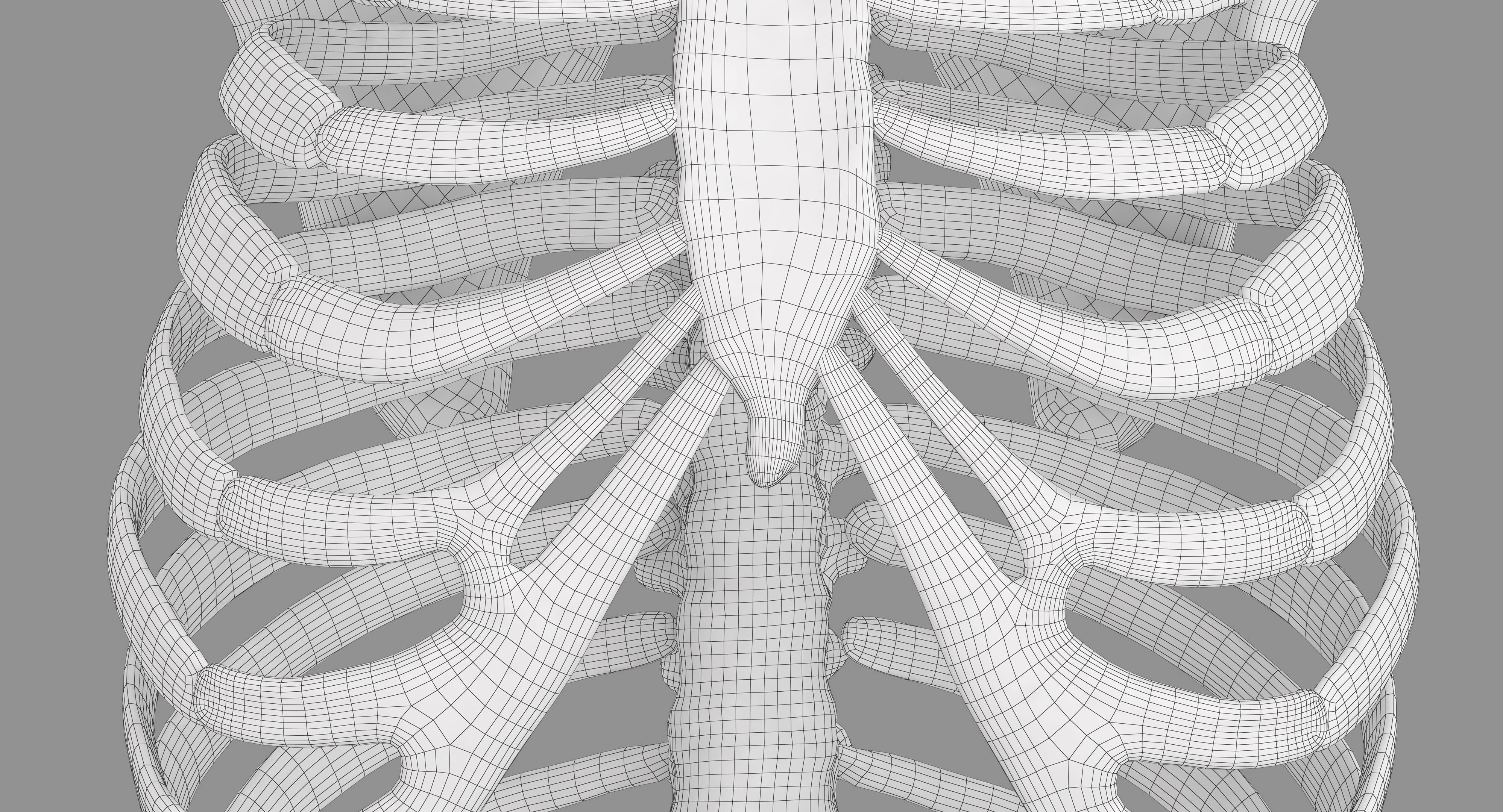 Human Spine Scanned Low-poly 3D model_9