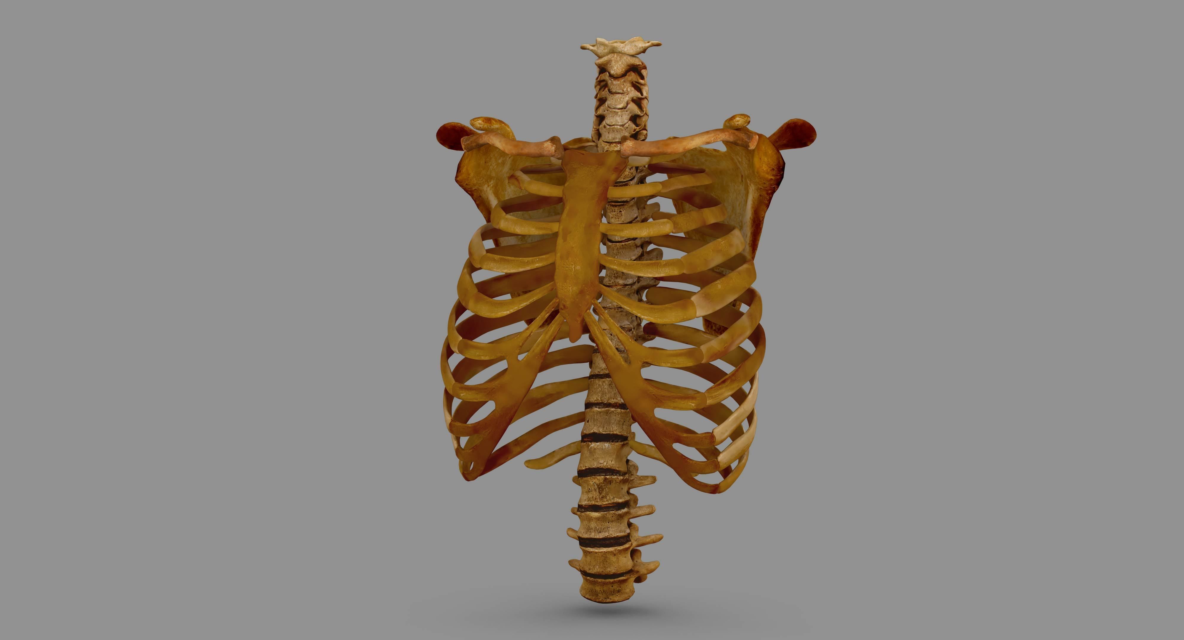 Human Spine Scanned Low-poly 3D model_126