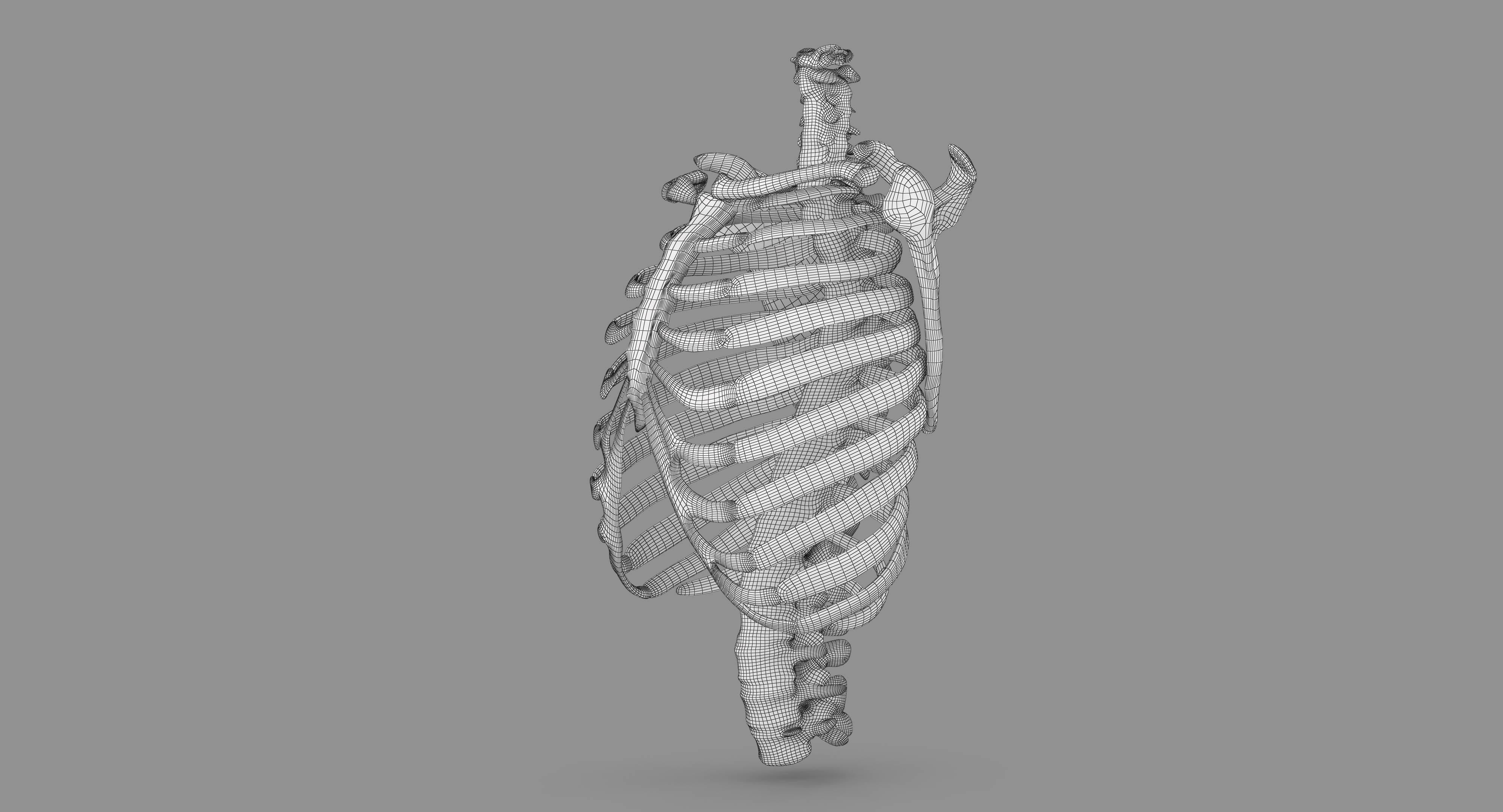 Human Spine Scanned Low-poly 3D model_121
