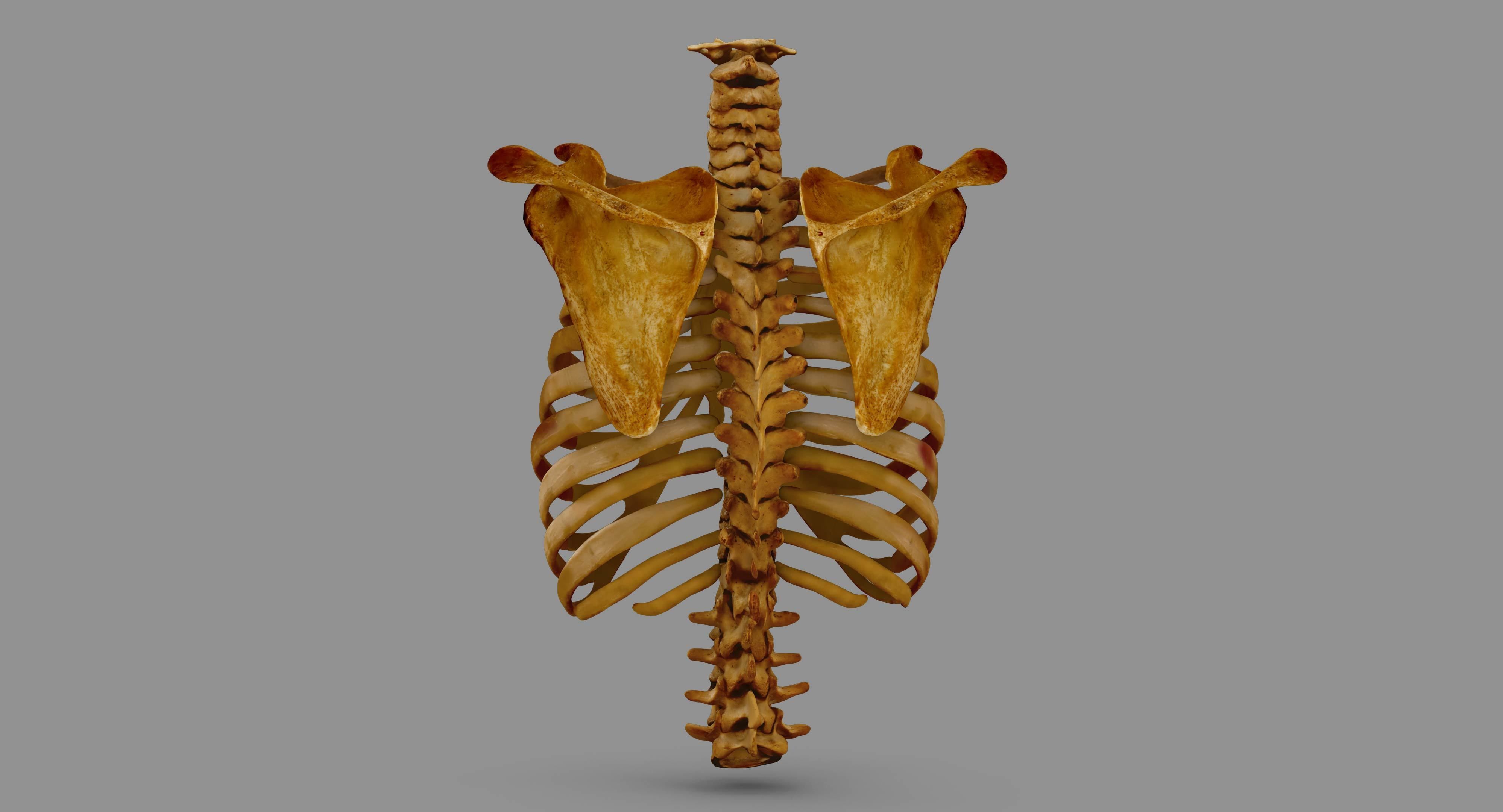 Human Spine Scanned Low-poly 3D model_108