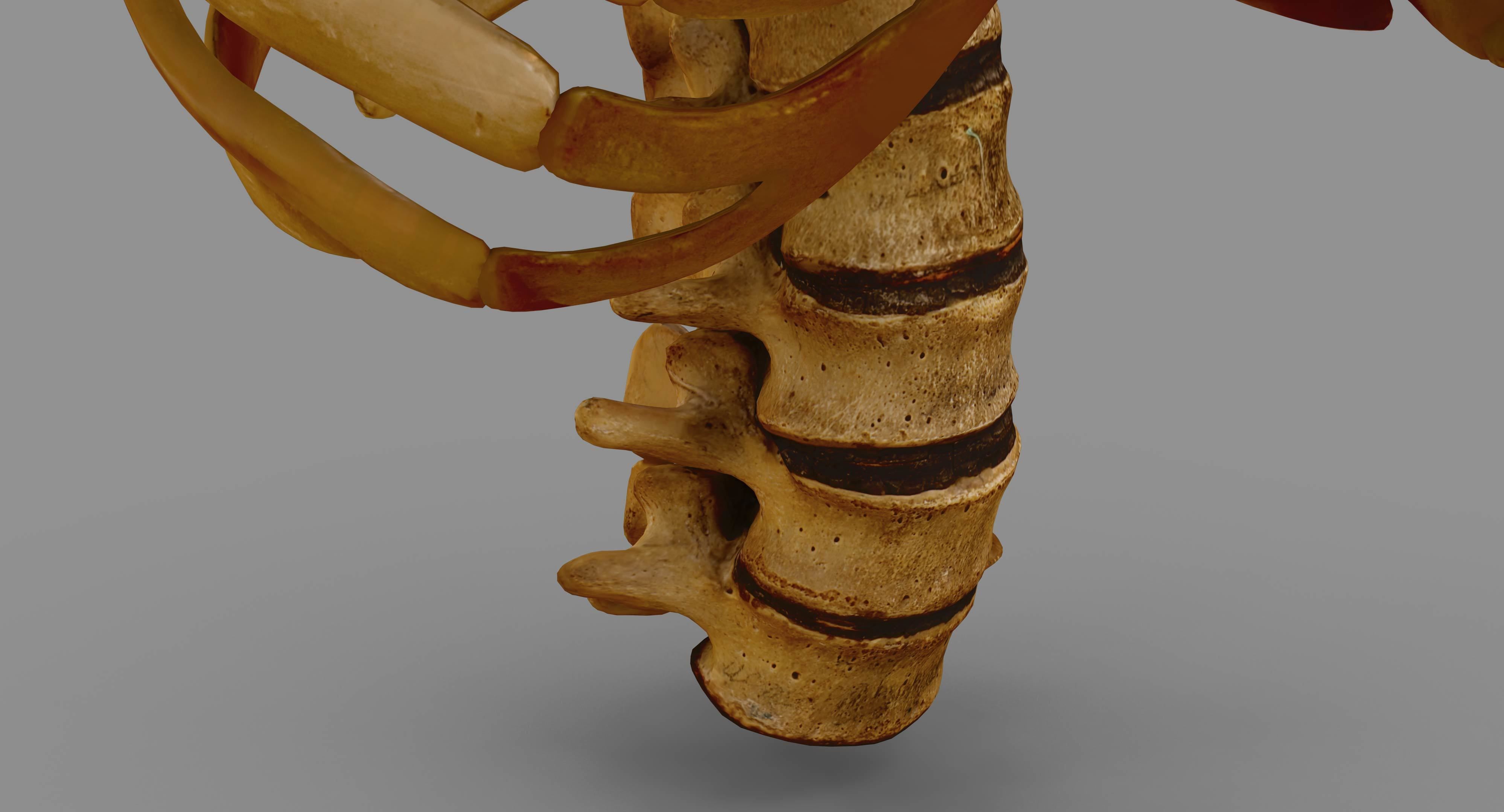 Human Spine Scanned Low-poly 3D model_22