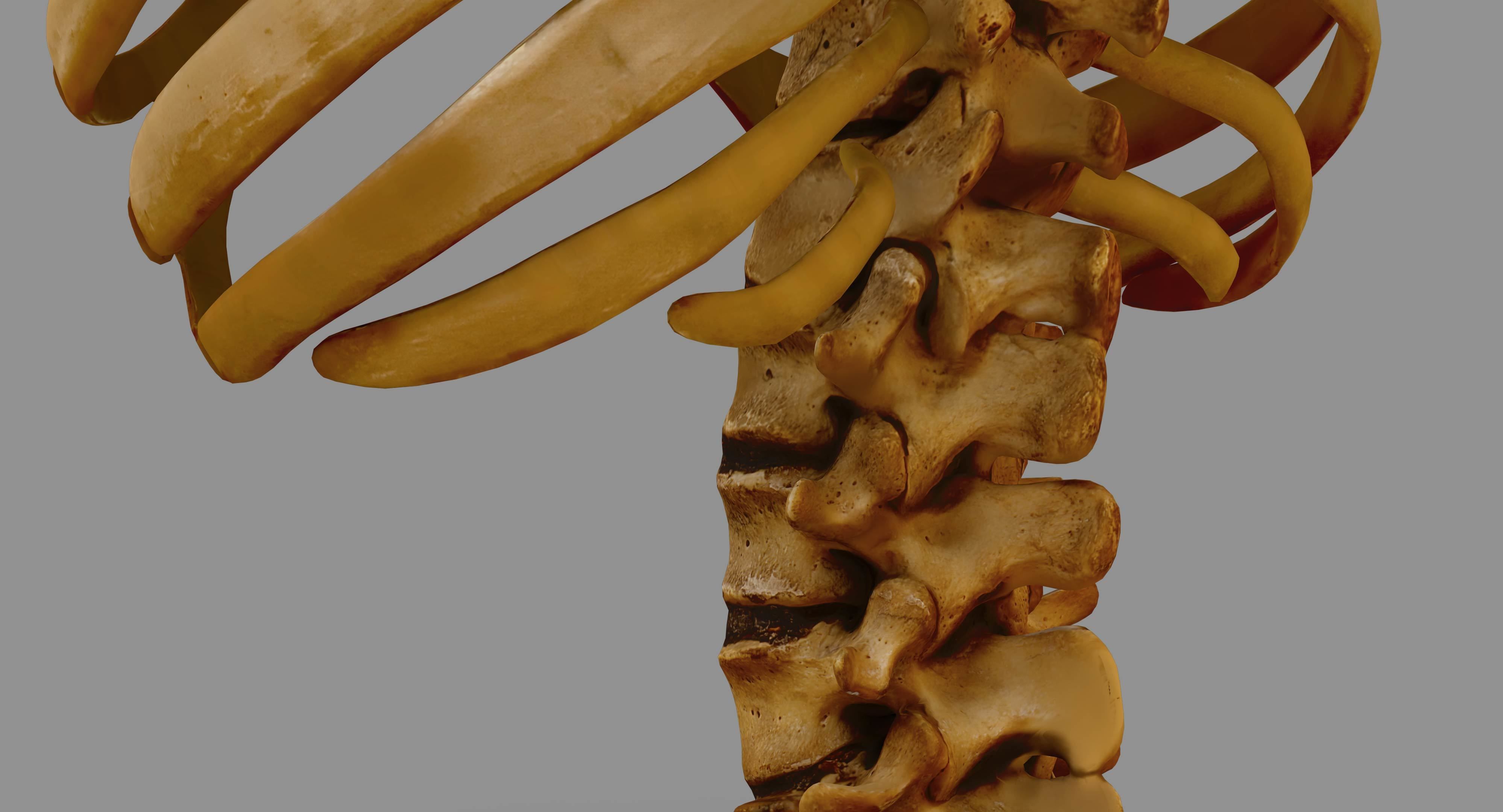 Human Spine Scanned Low-poly 3D model_60