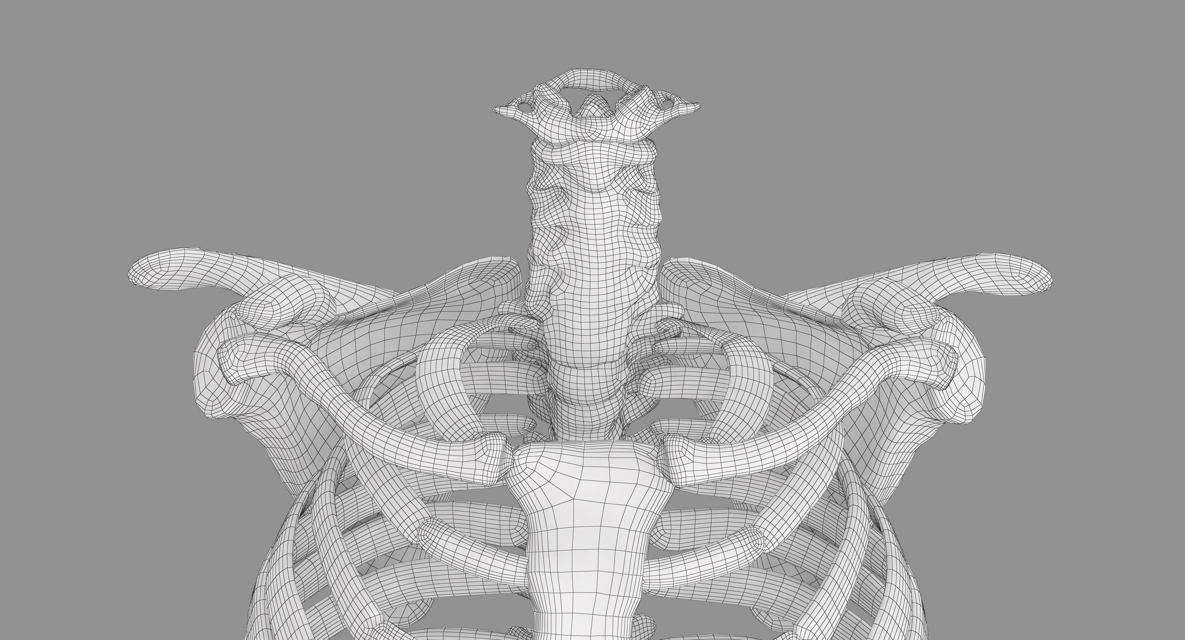 Human Spine Scanned Low-poly 3D model_5
