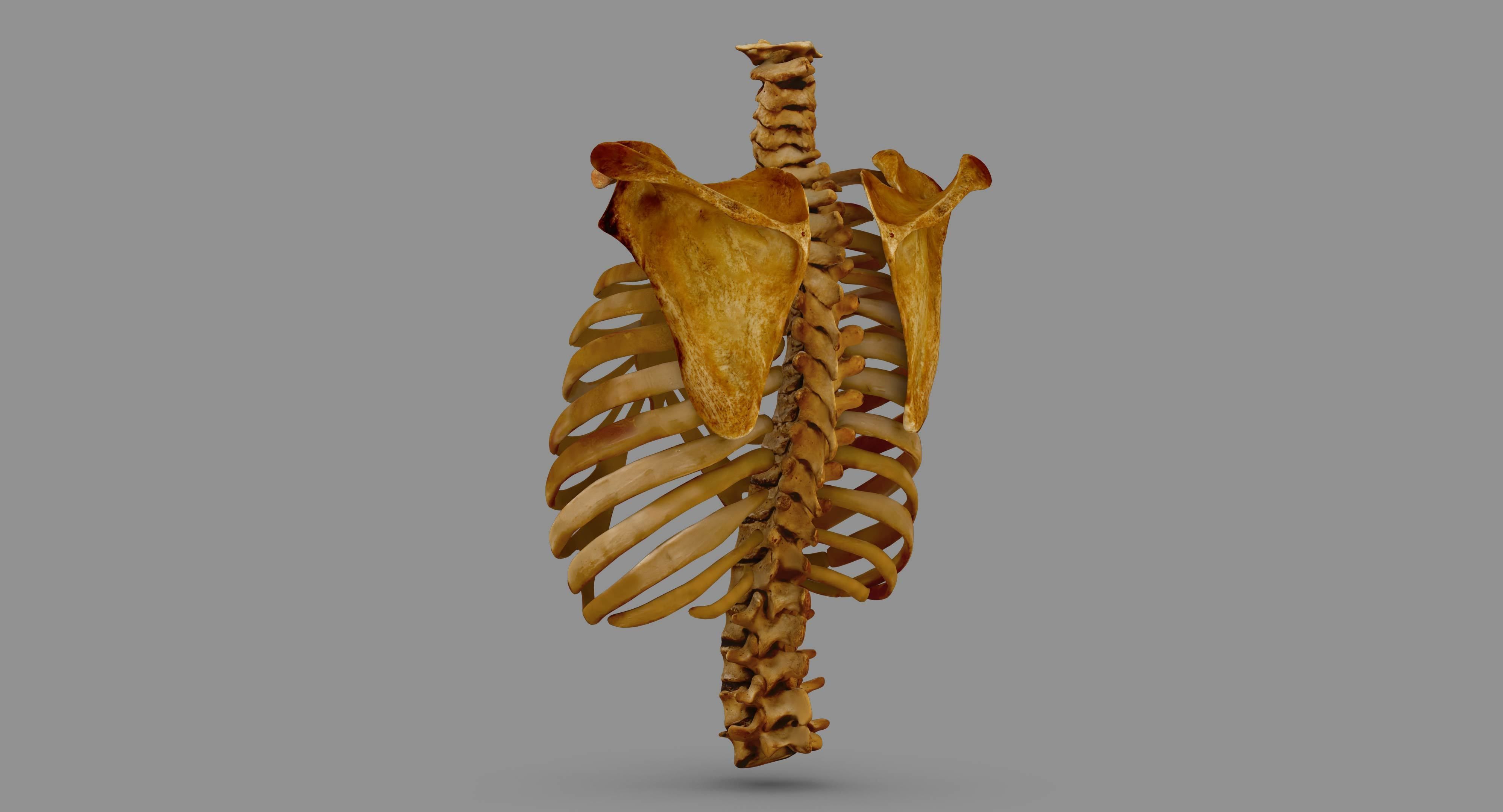 Human Spine Scanned Low-poly 3D model_112