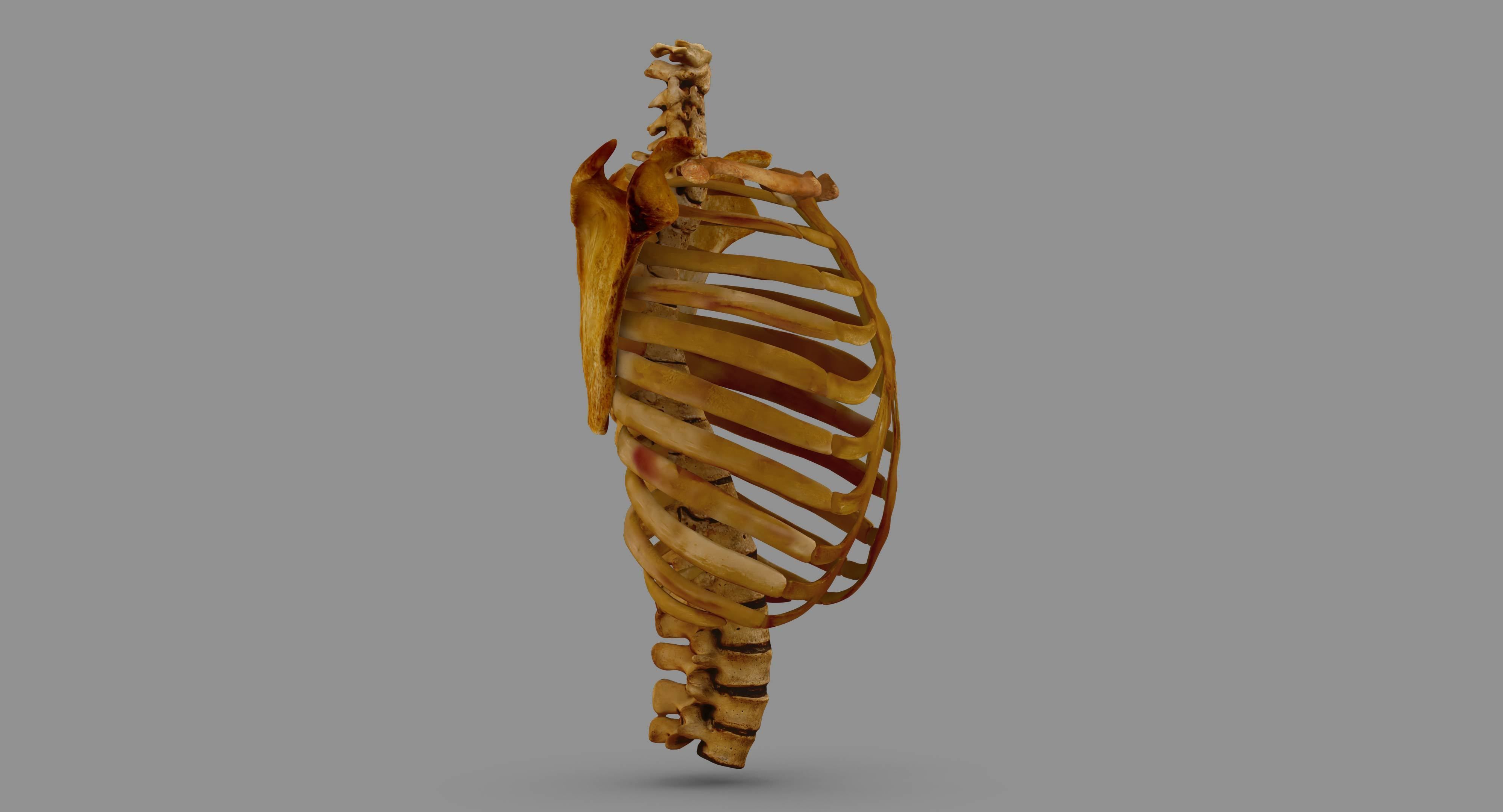 Human Spine Scanned Low-poly 3D model_94