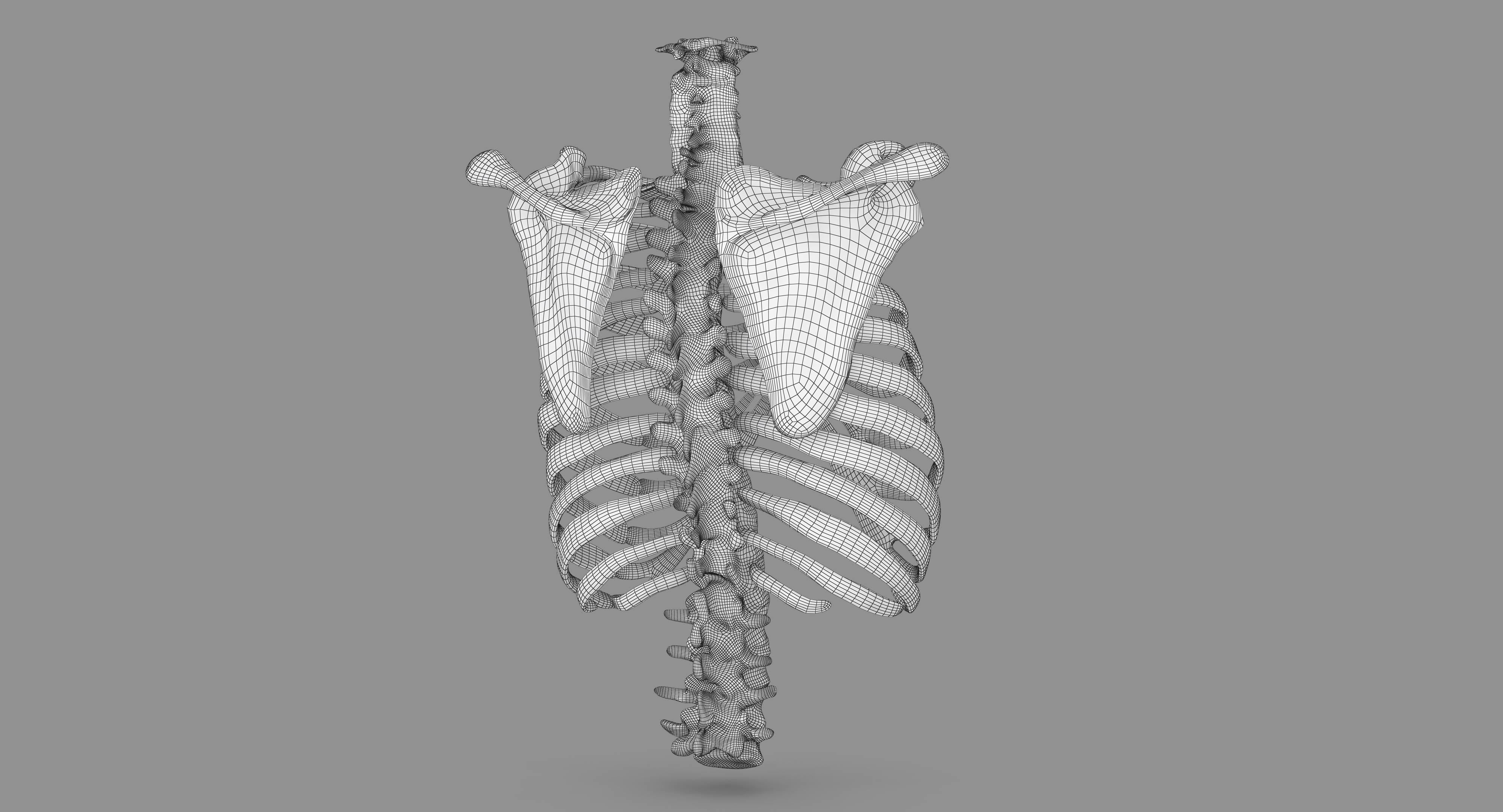 Human Spine Scanned Low-poly 3D model_105