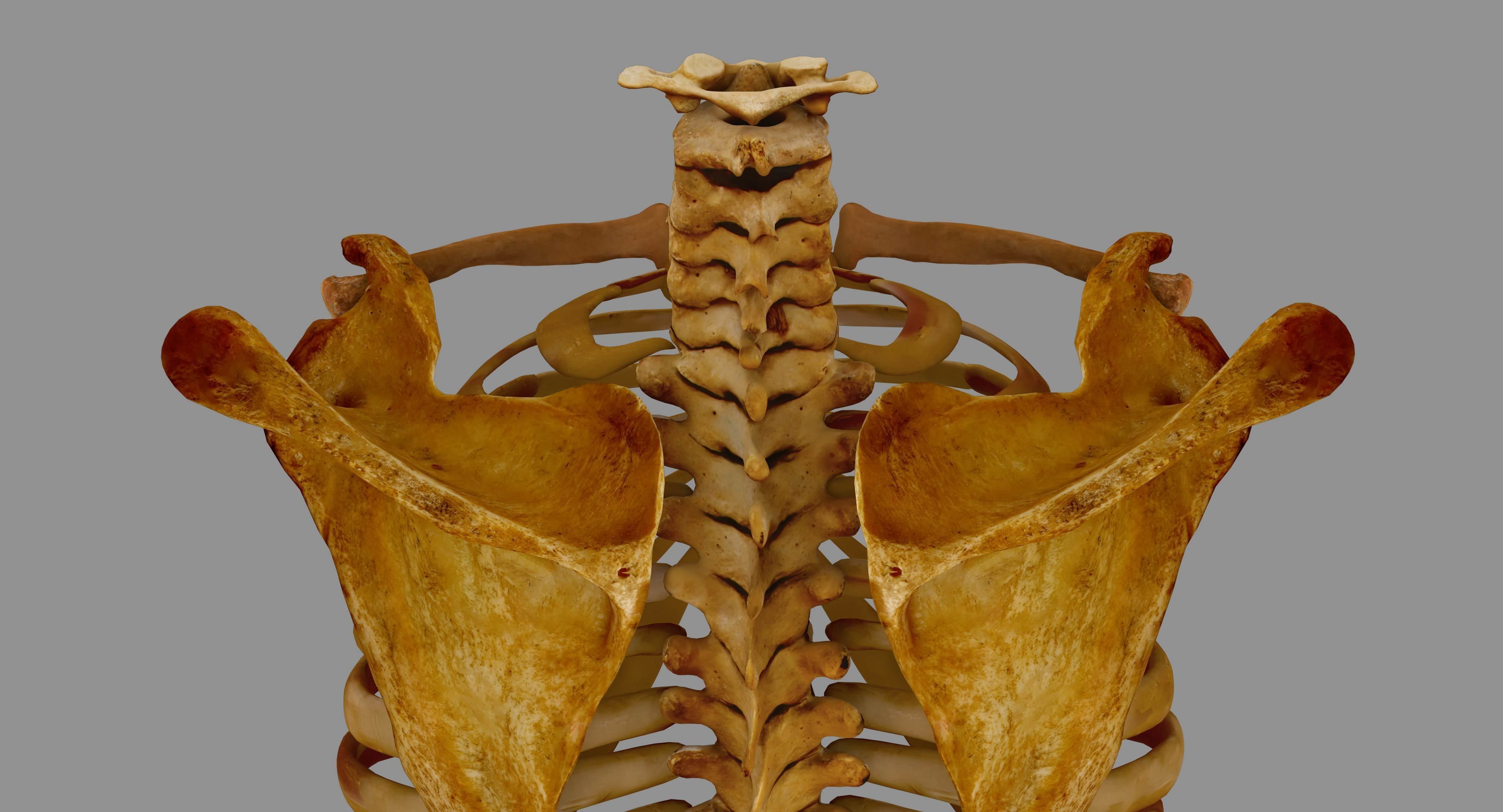 Human Spine Scanned Low-poly 3D model_44
