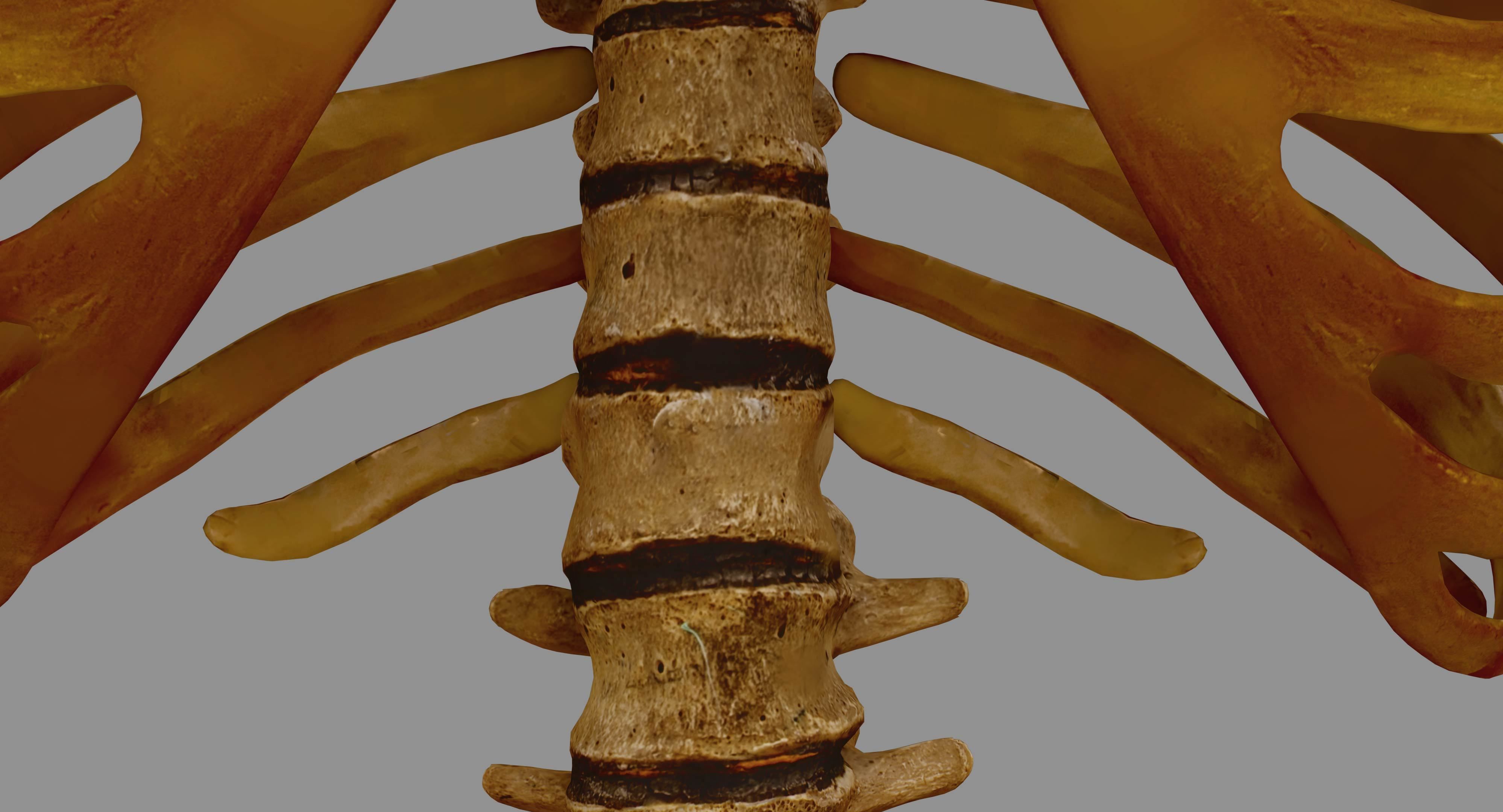 Human Spine Scanned Low-poly 3D model_10