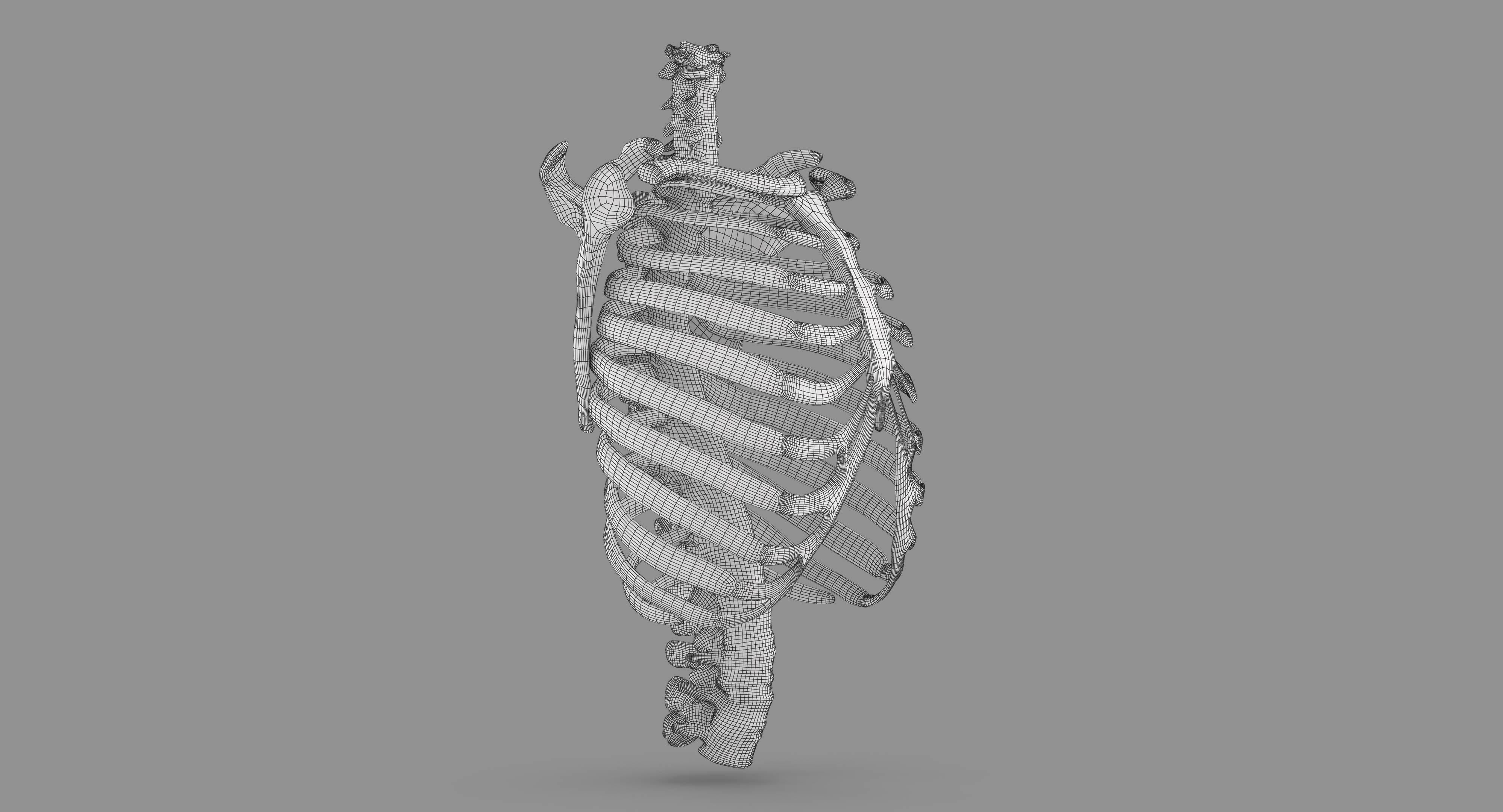 Human Spine Scanned Low-poly 3D model_93