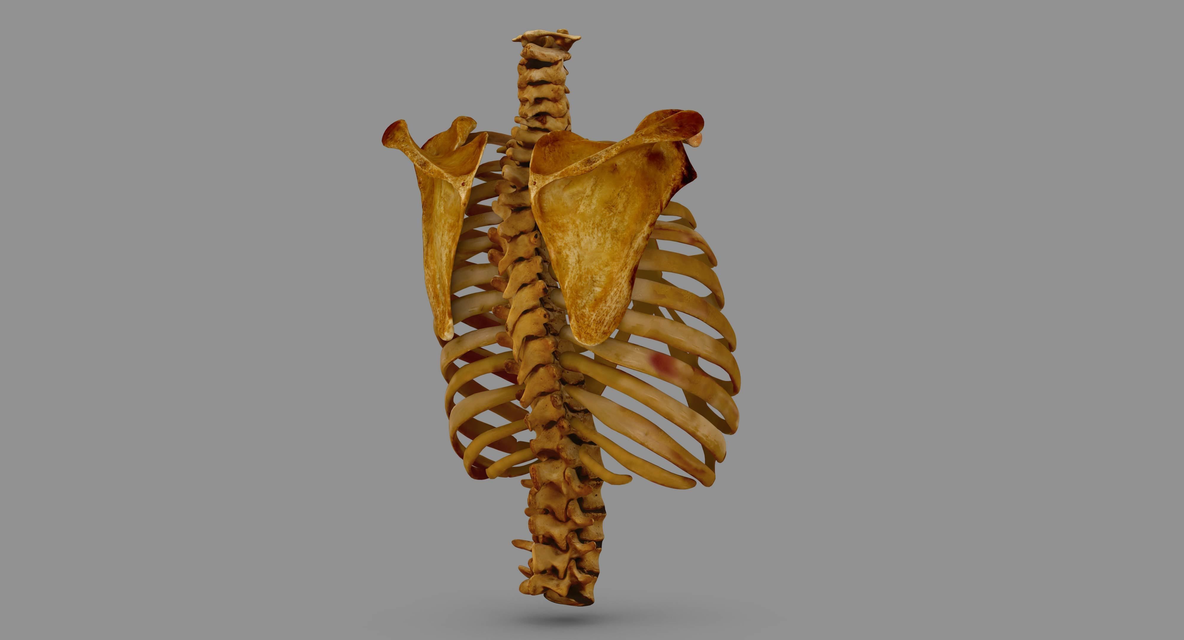Human Spine Scanned Low-poly 3D model_102