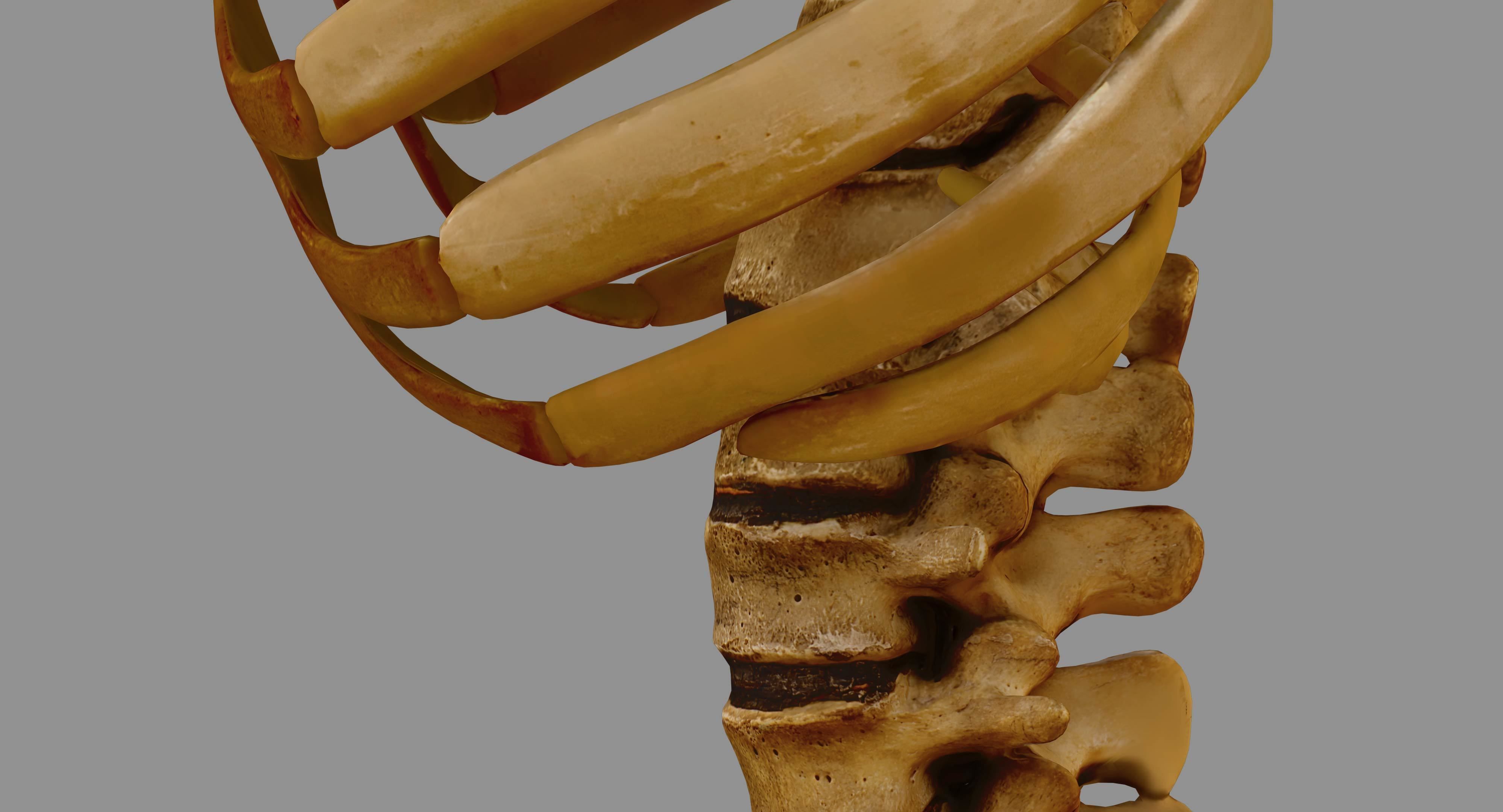 Human Spine Scanned Low-poly 3D model_70