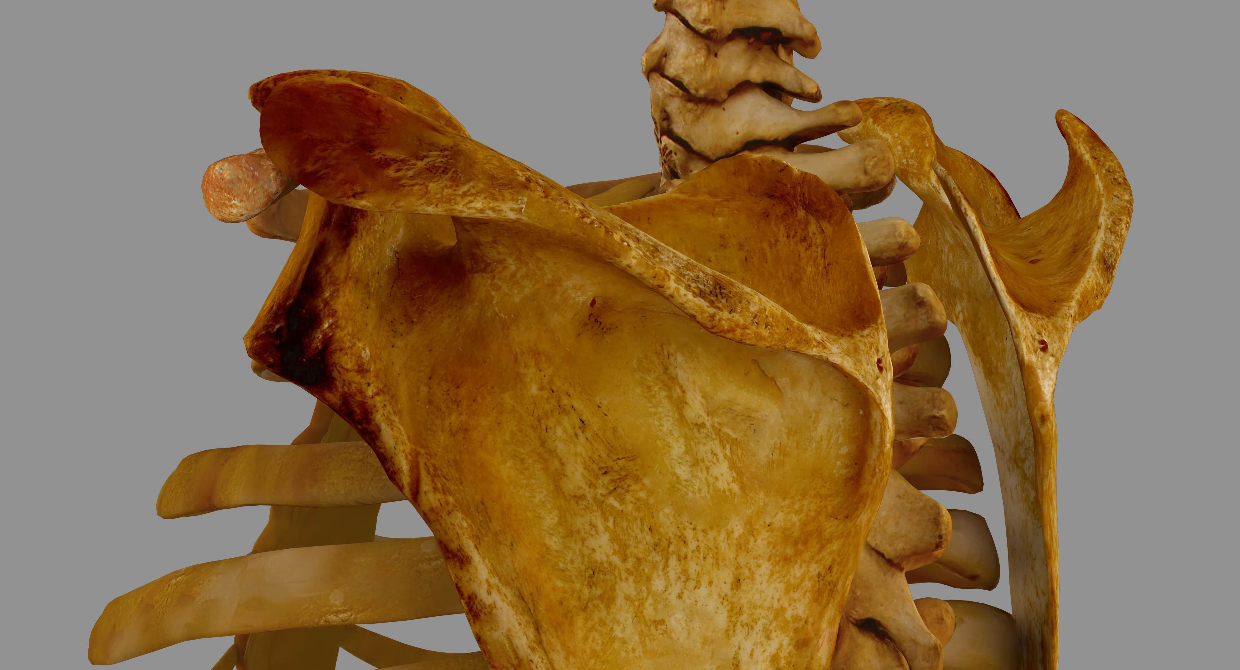 Human Spine Scanned Low-poly 3D model_56