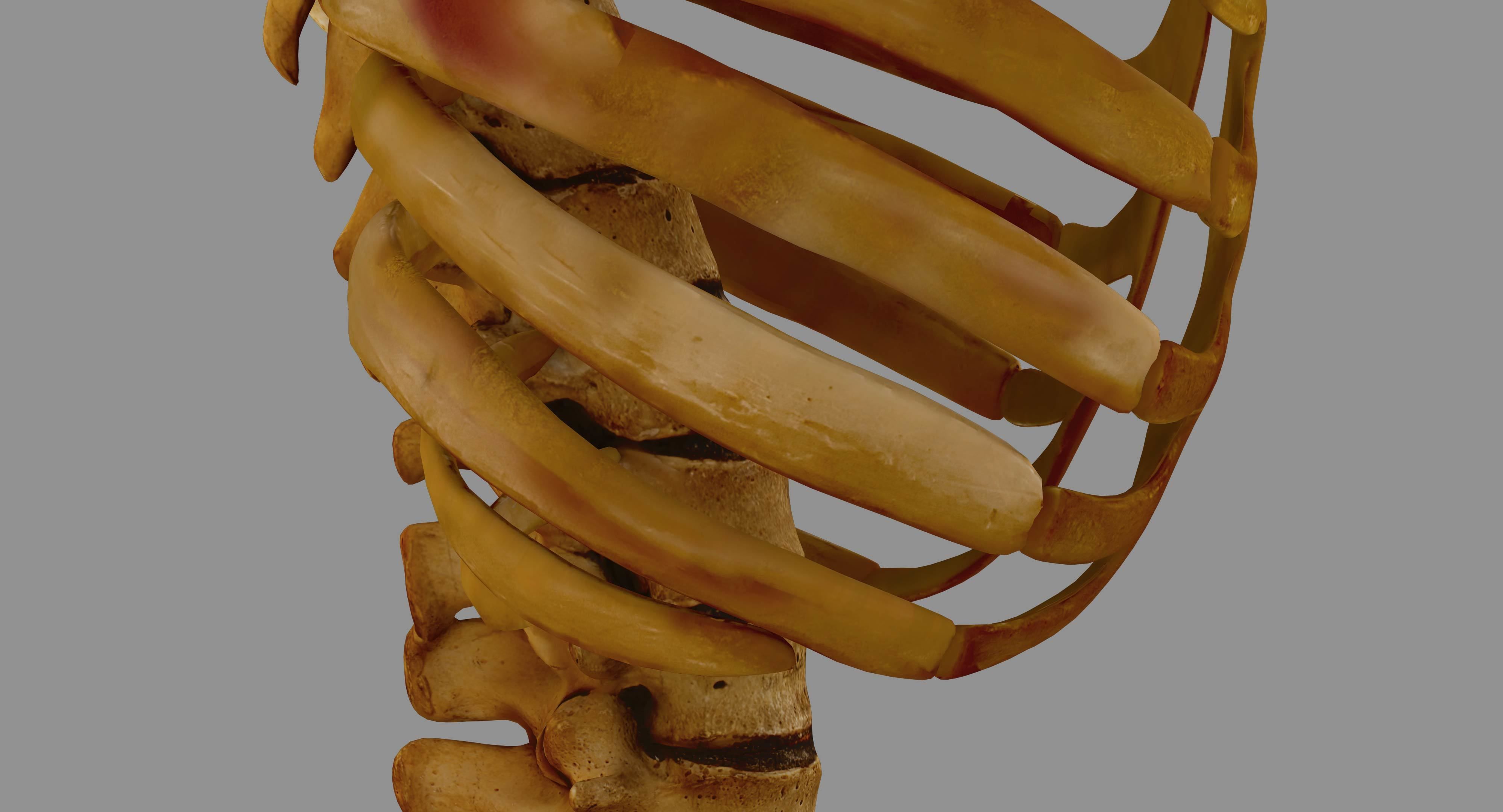 Human Spine Scanned Low-poly 3D model_30