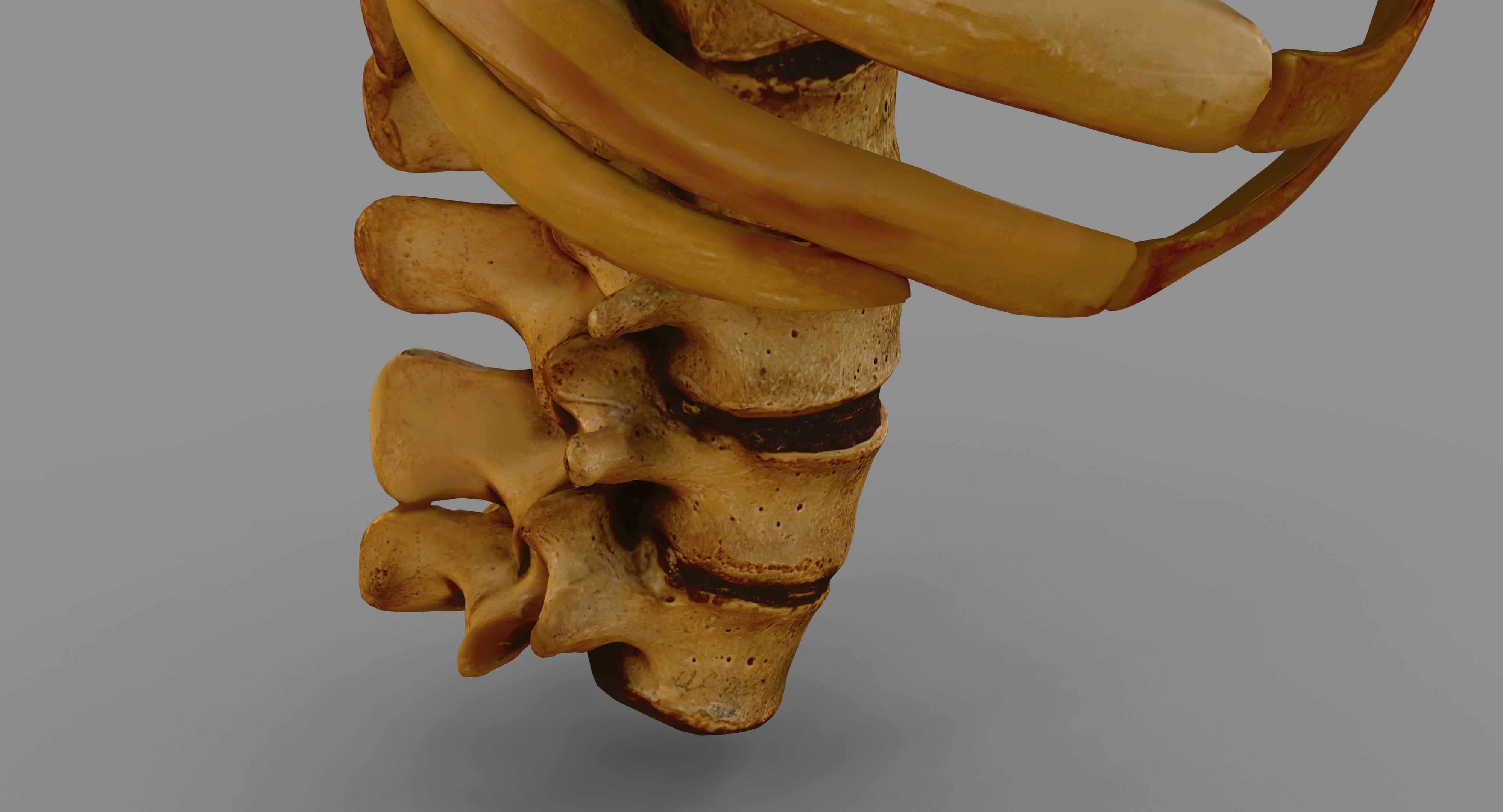 Human Spine Scanned Low-poly 3D model_32