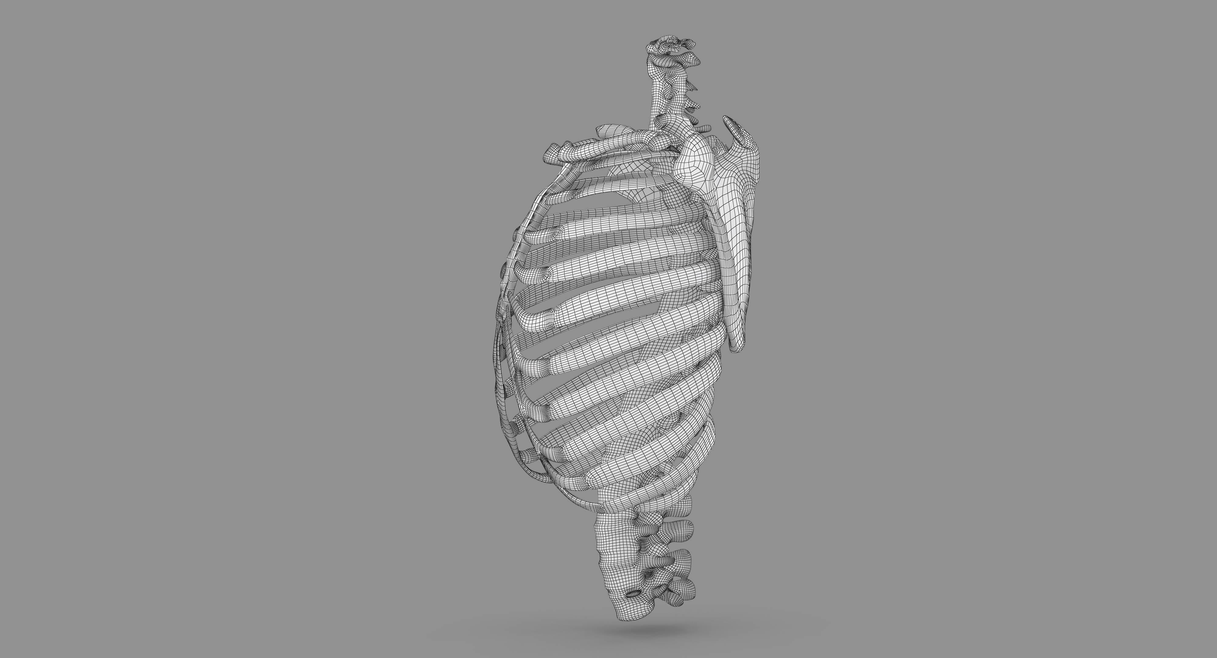 Human Spine Scanned Low-poly 3D model_119