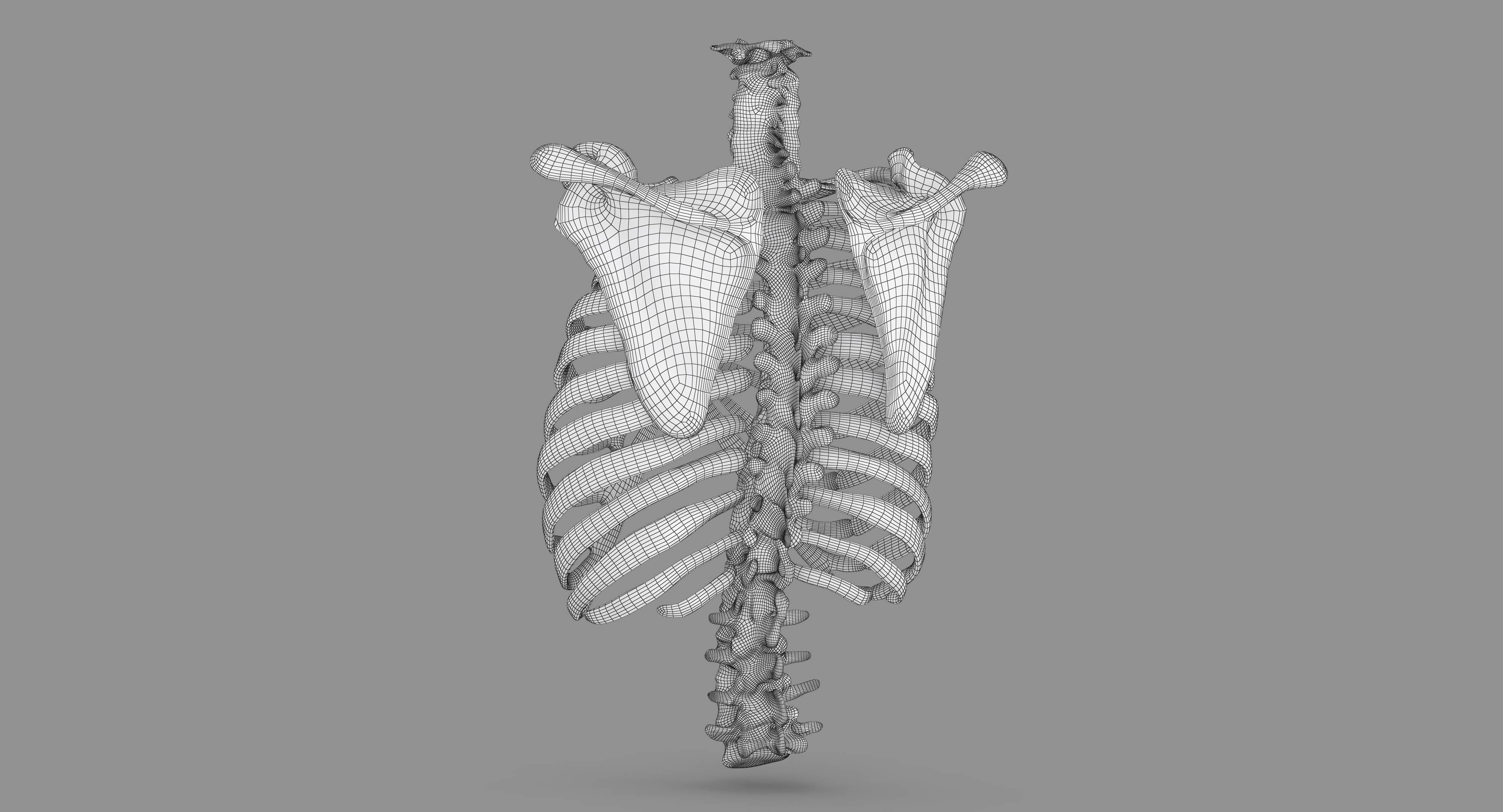 Human Spine Scanned Low-poly 3D model_111