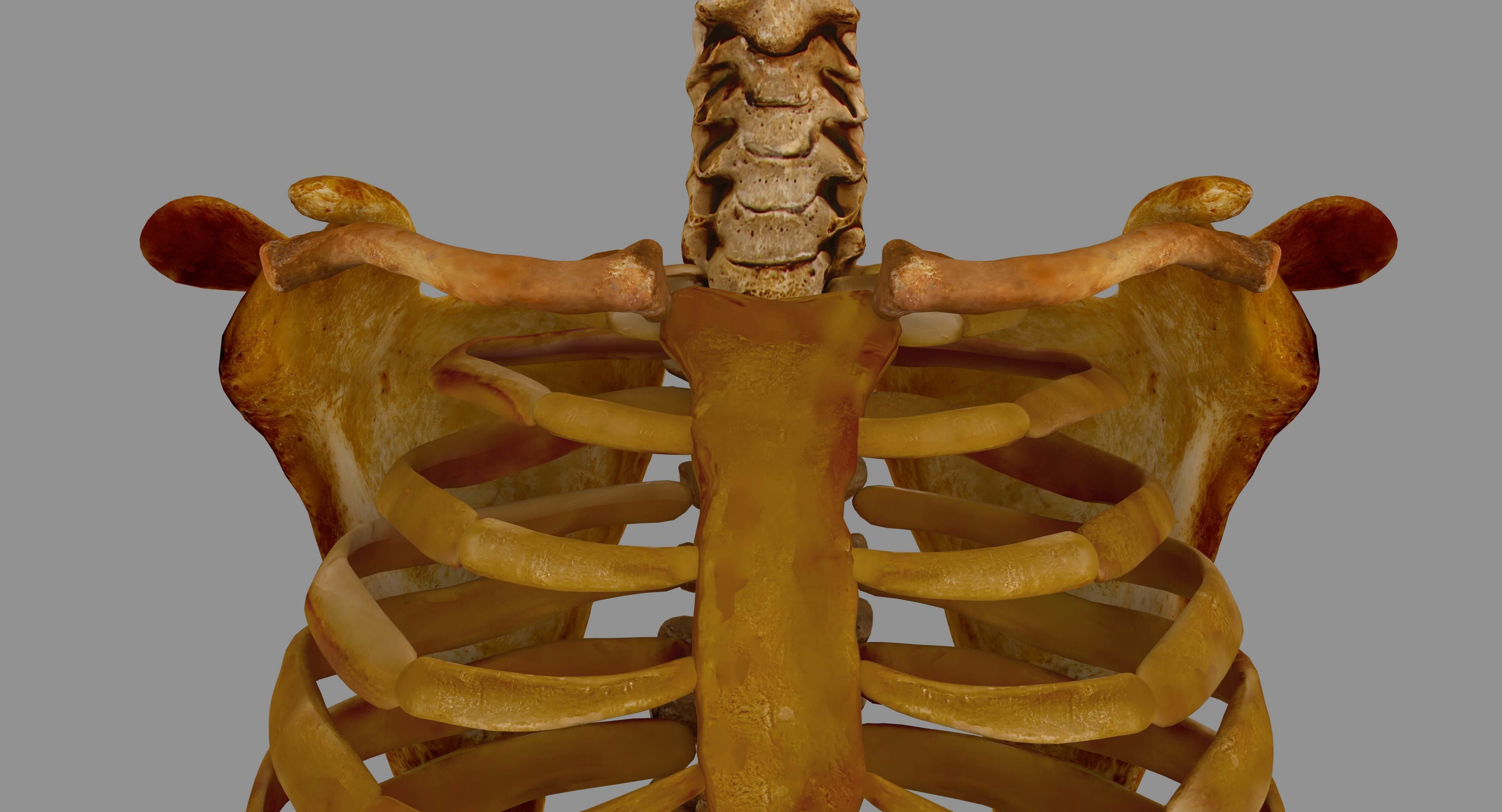 Human Spine Scanned Low-poly 3D model_6
