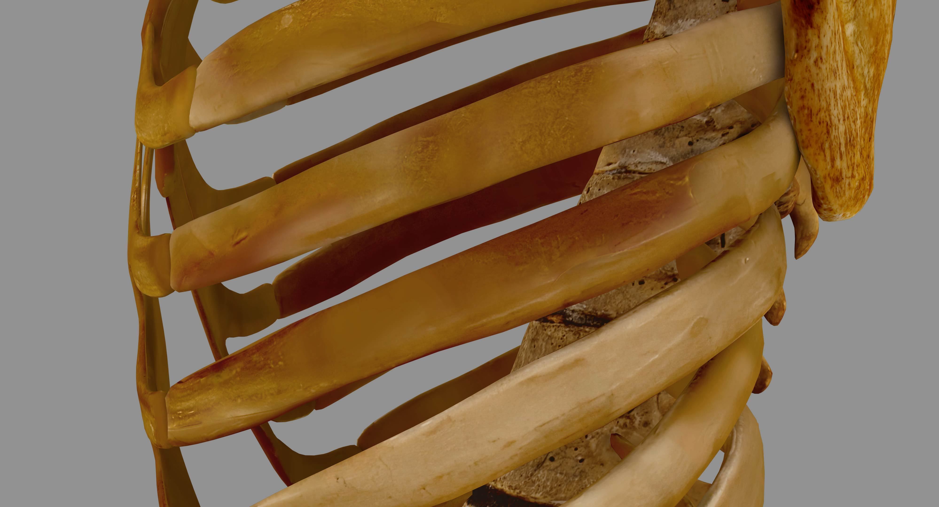 Human Spine Scanned Low-poly 3D model_68