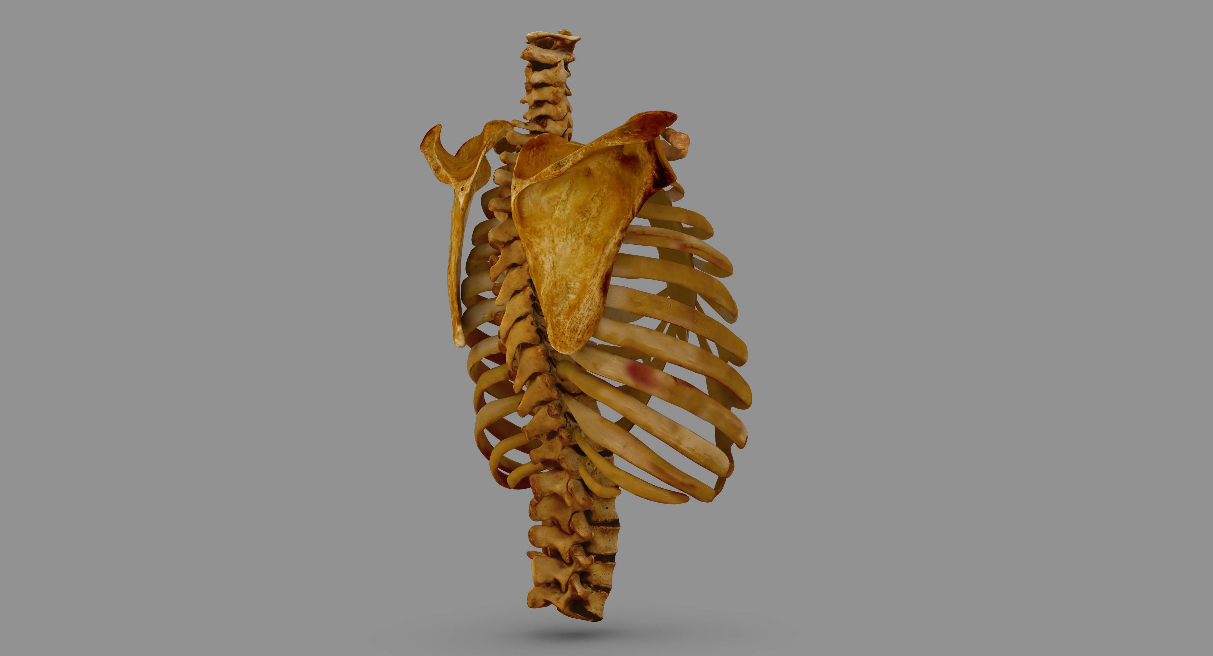Human Spine Scanned Low-poly 3D model_100