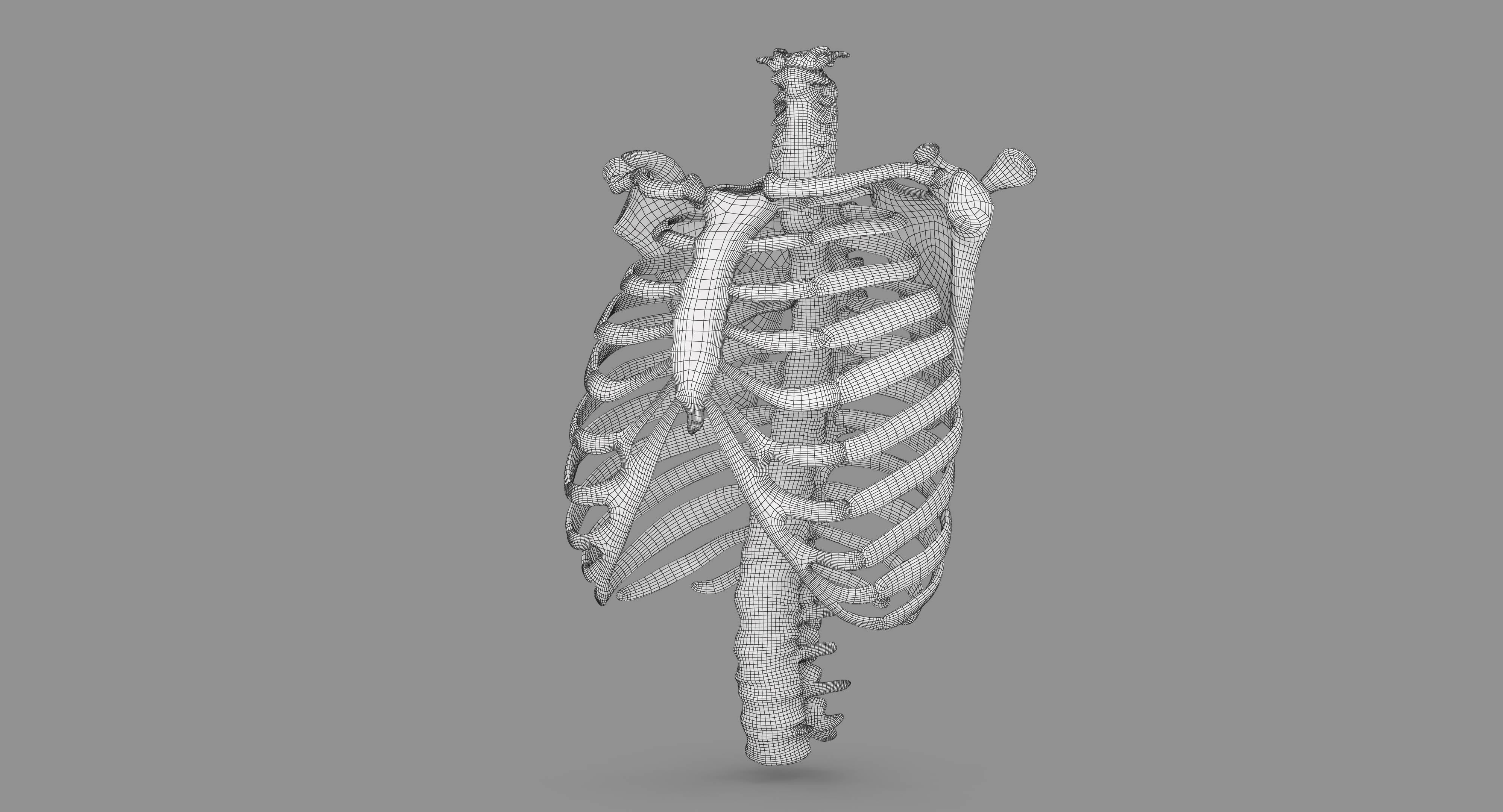 Human Spine Scanned Low-poly 3D model_125