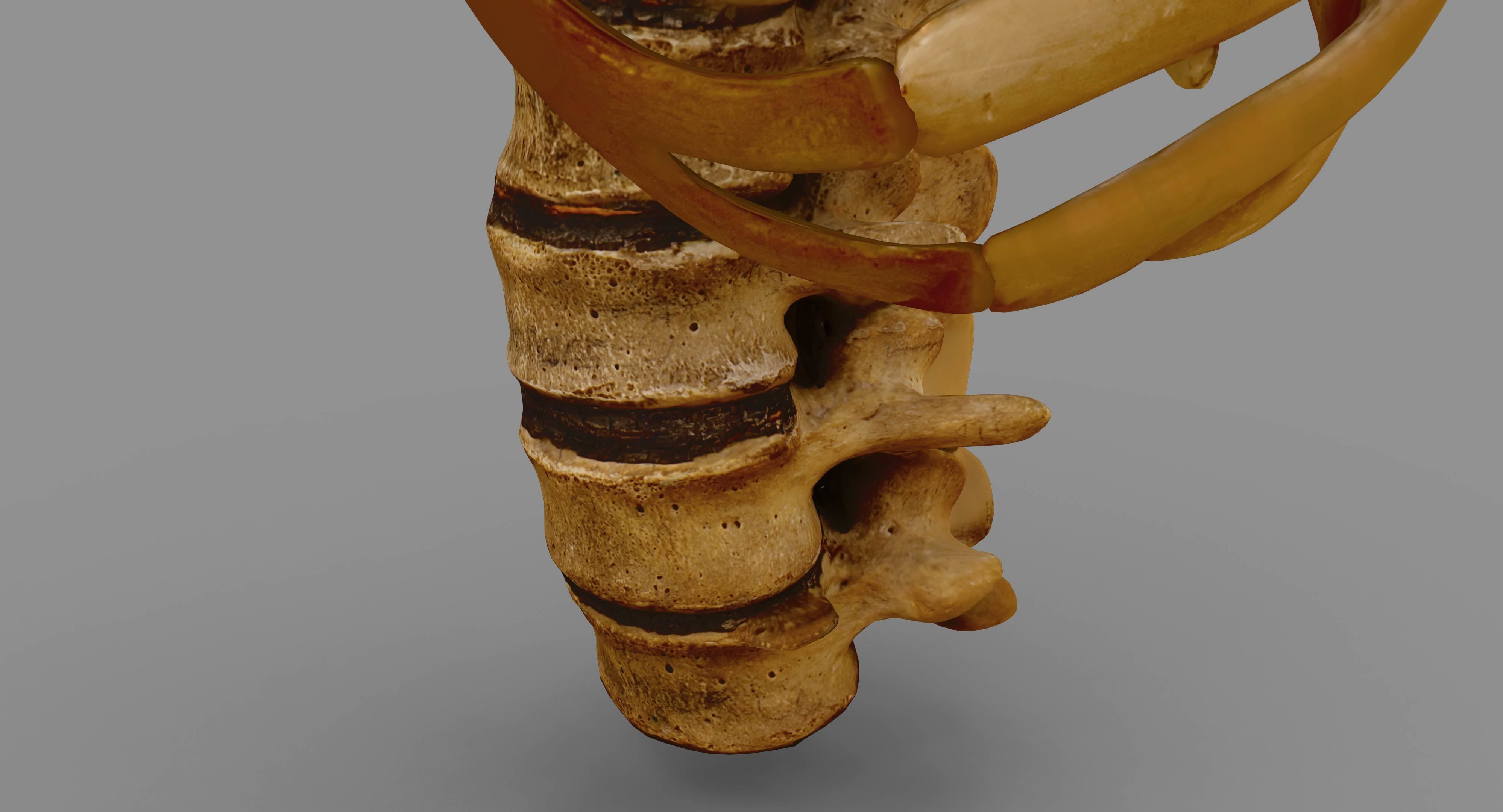 Human Spine Scanned Low-poly 3D model_82
