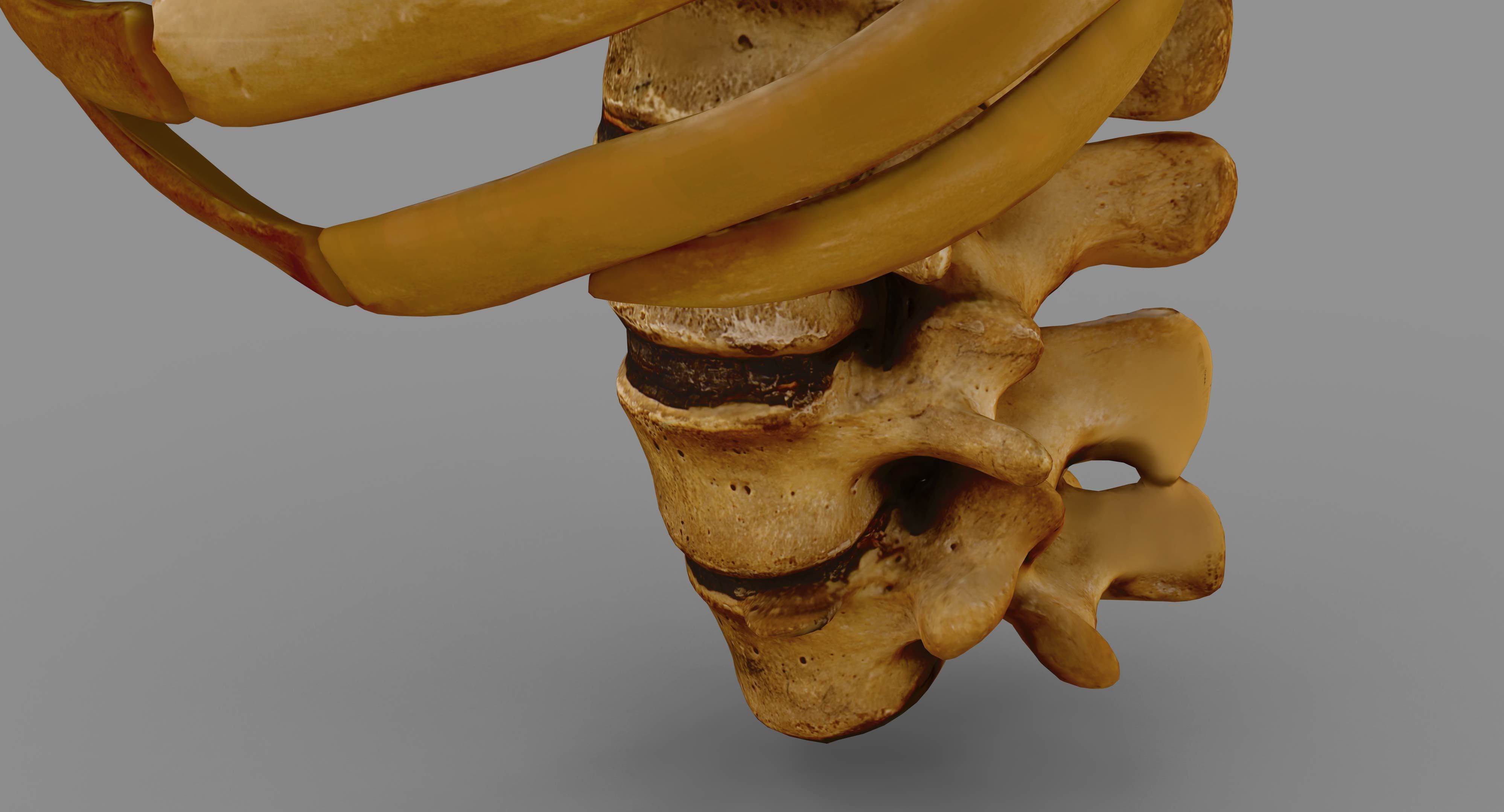 Human Spine Scanned Low-poly 3D model_72