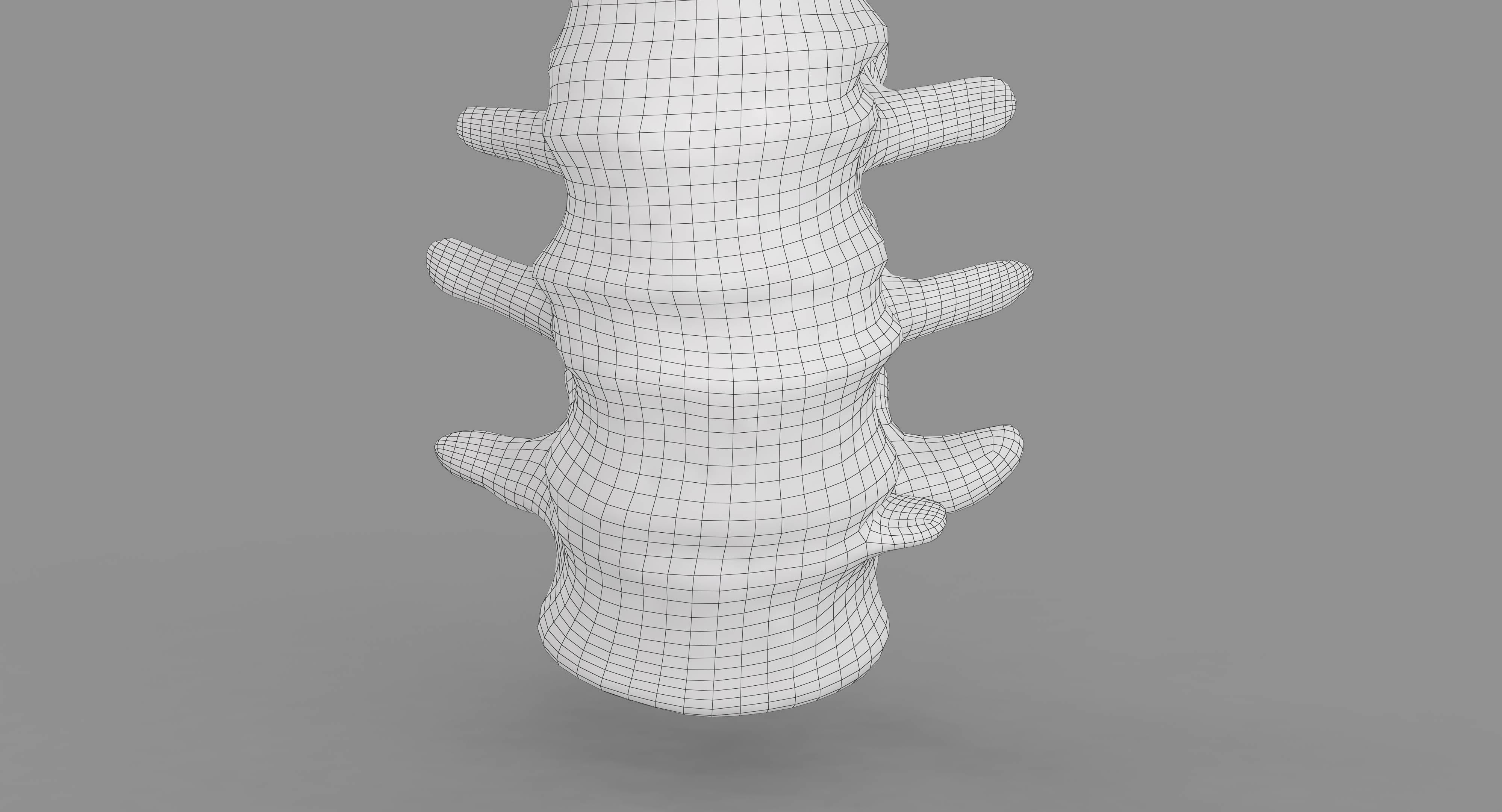 Human Spine Scanned Low-poly 3D model_13