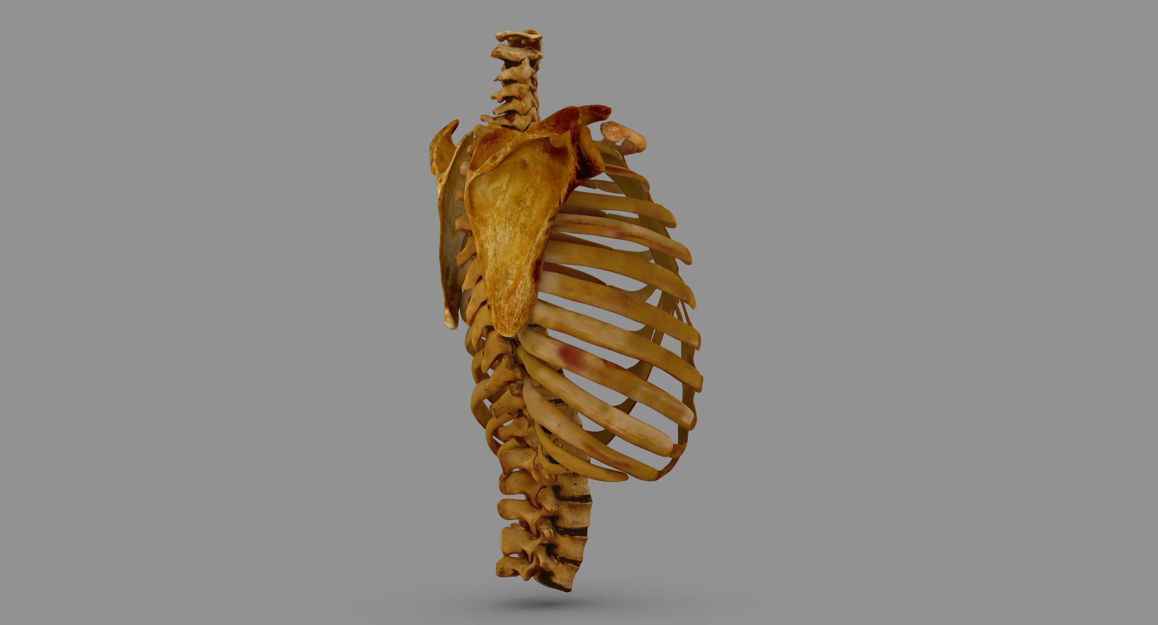 Human Spine Scanned Low-poly 3D model_98