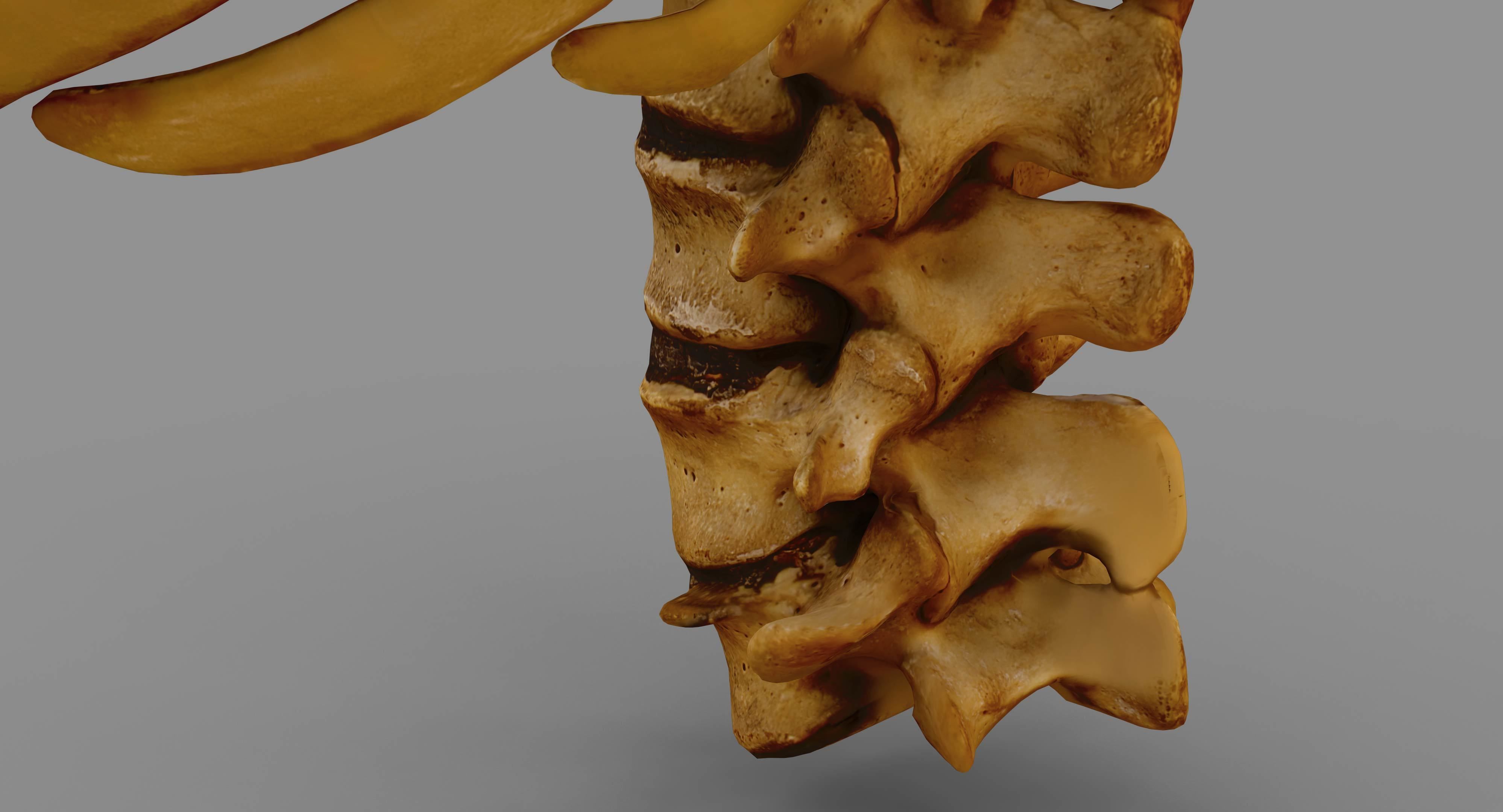 Human Spine Scanned Low-poly 3D model_62