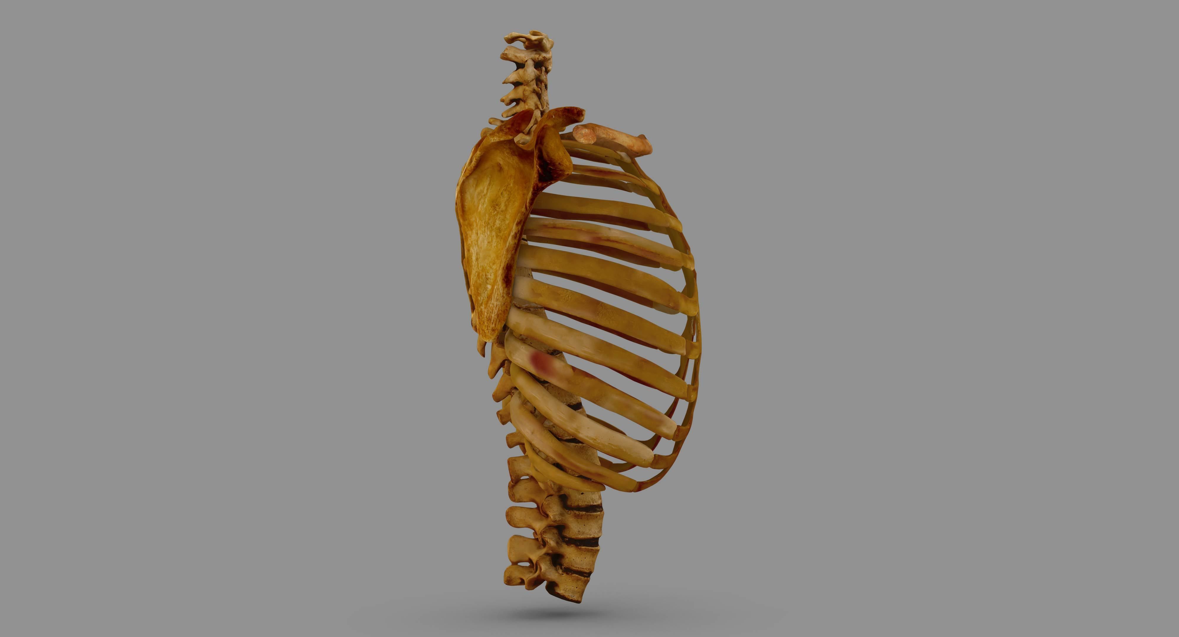Human Spine Scanned Low-poly 3D model_96