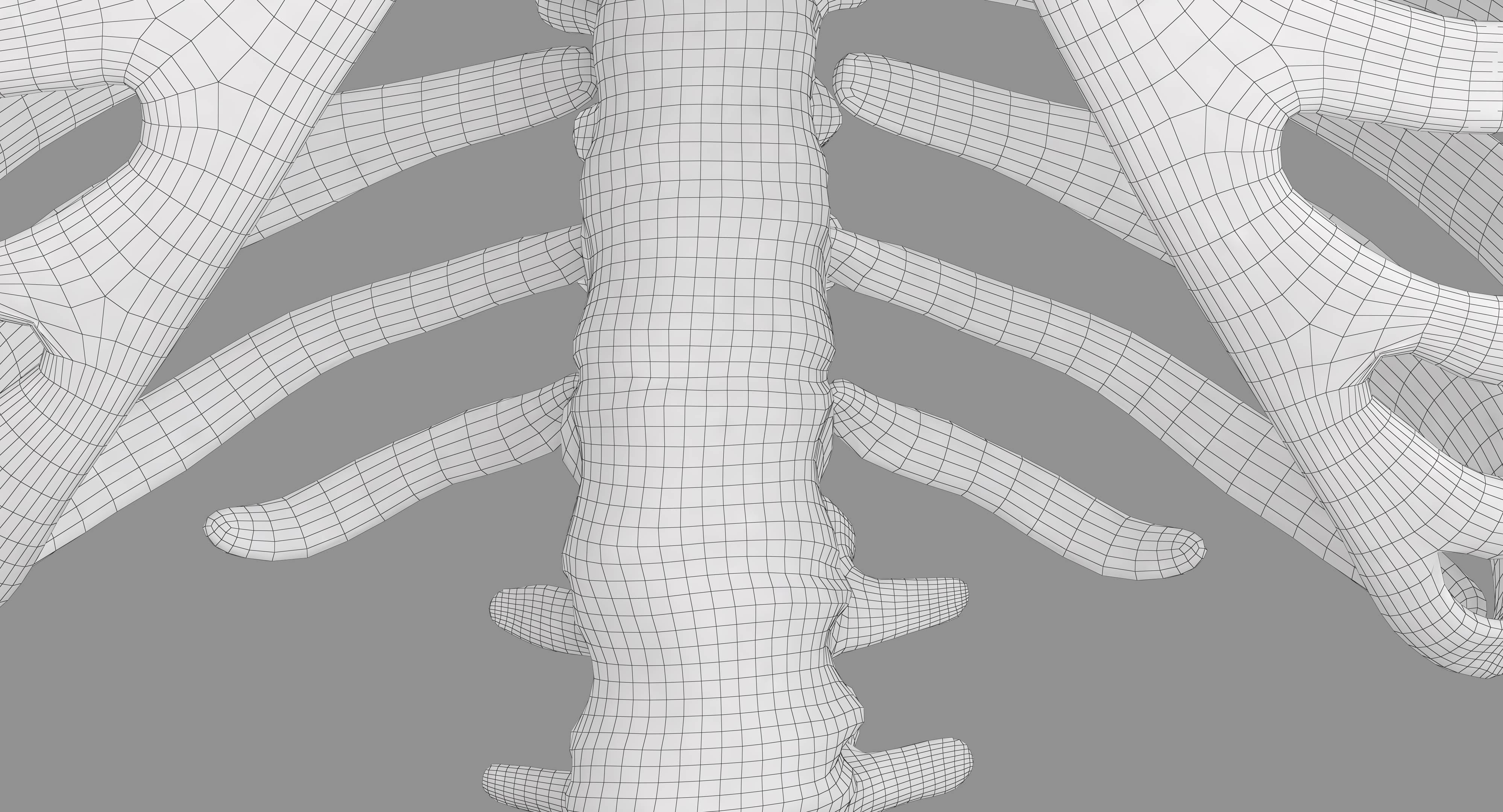 Human Spine Scanned Low-poly 3D model_11