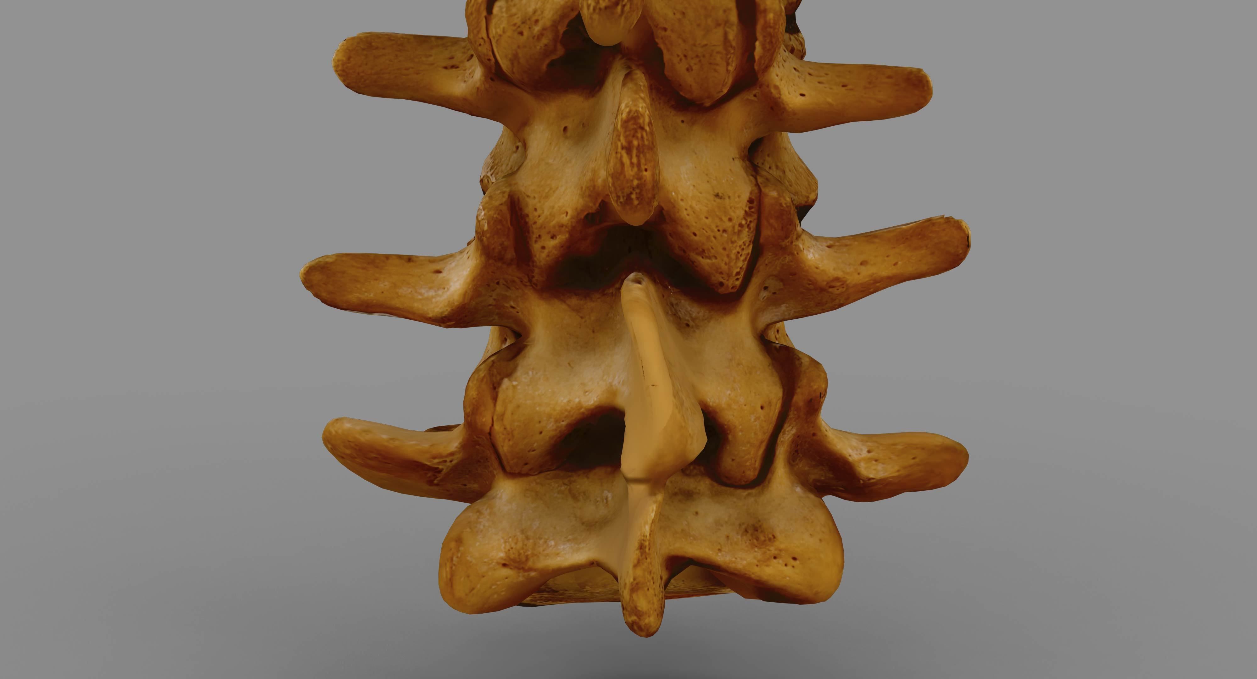 Human Spine Scanned Low-poly 3D model_52