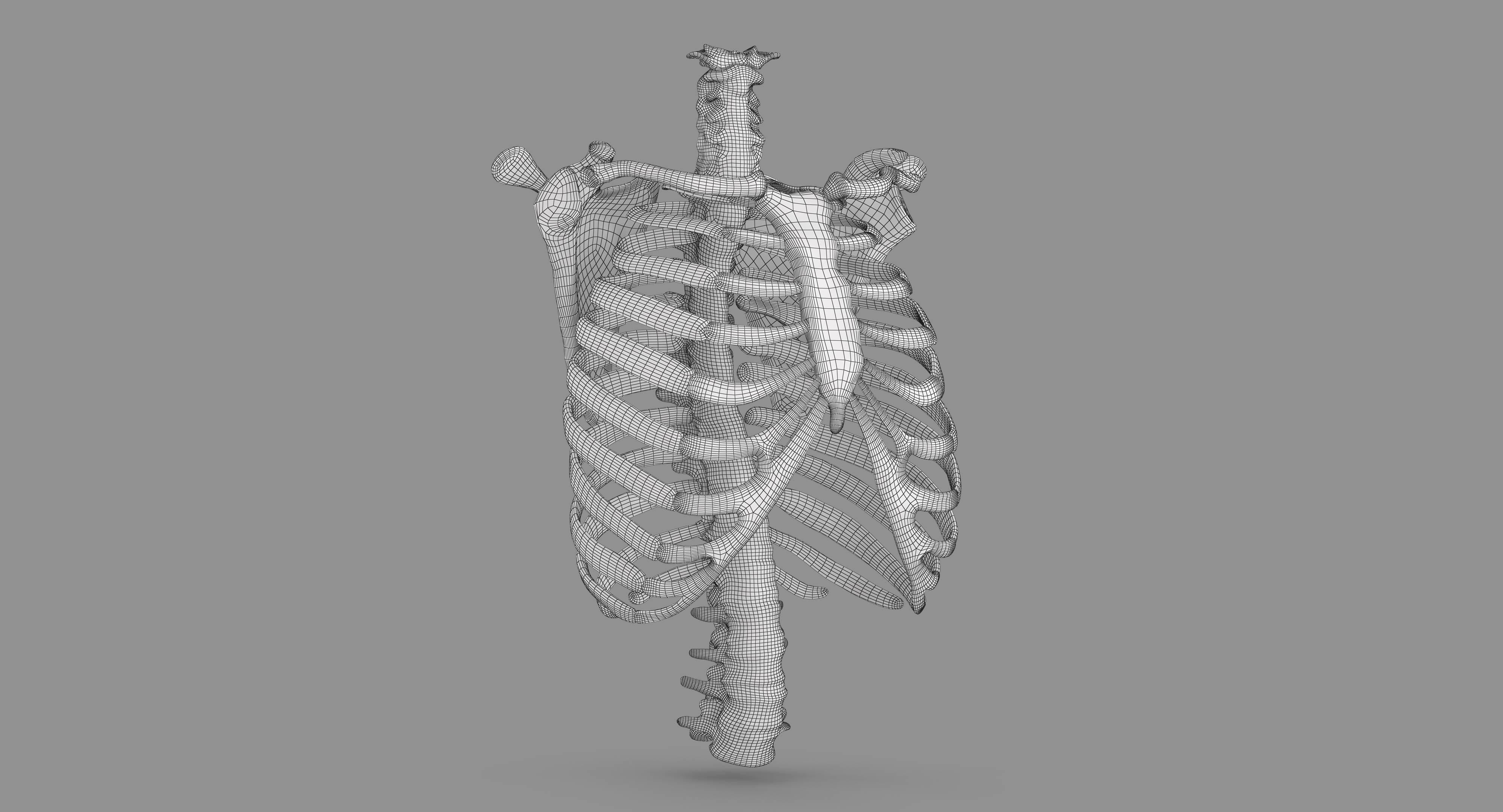 Human Spine Scanned Low-poly 3D model_89