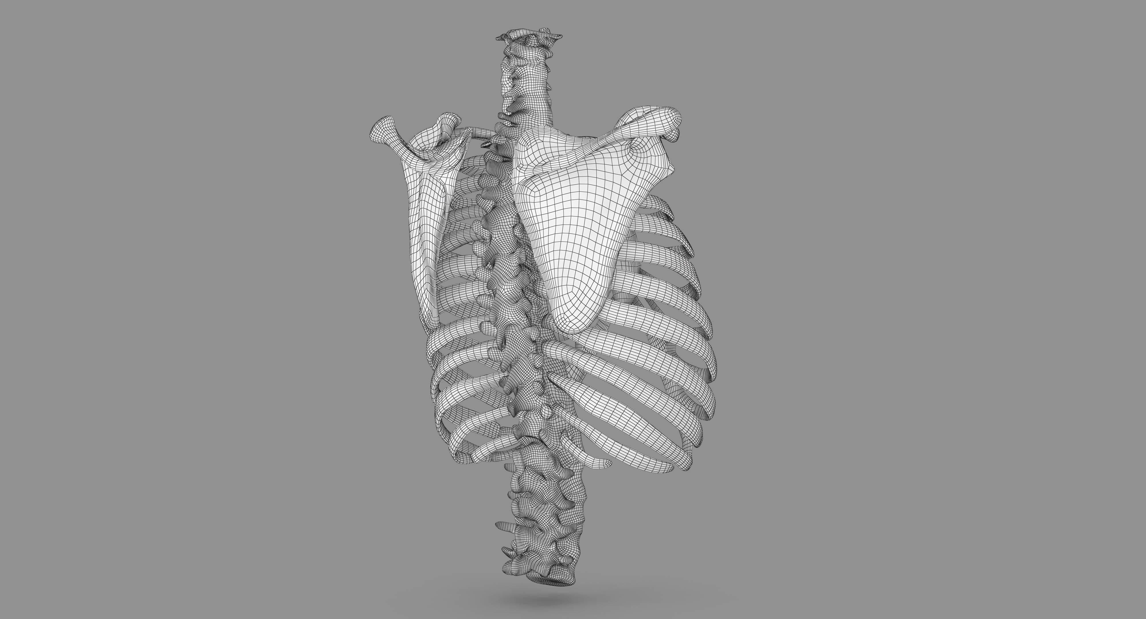 Human Spine Scanned Low-poly 3D model_103