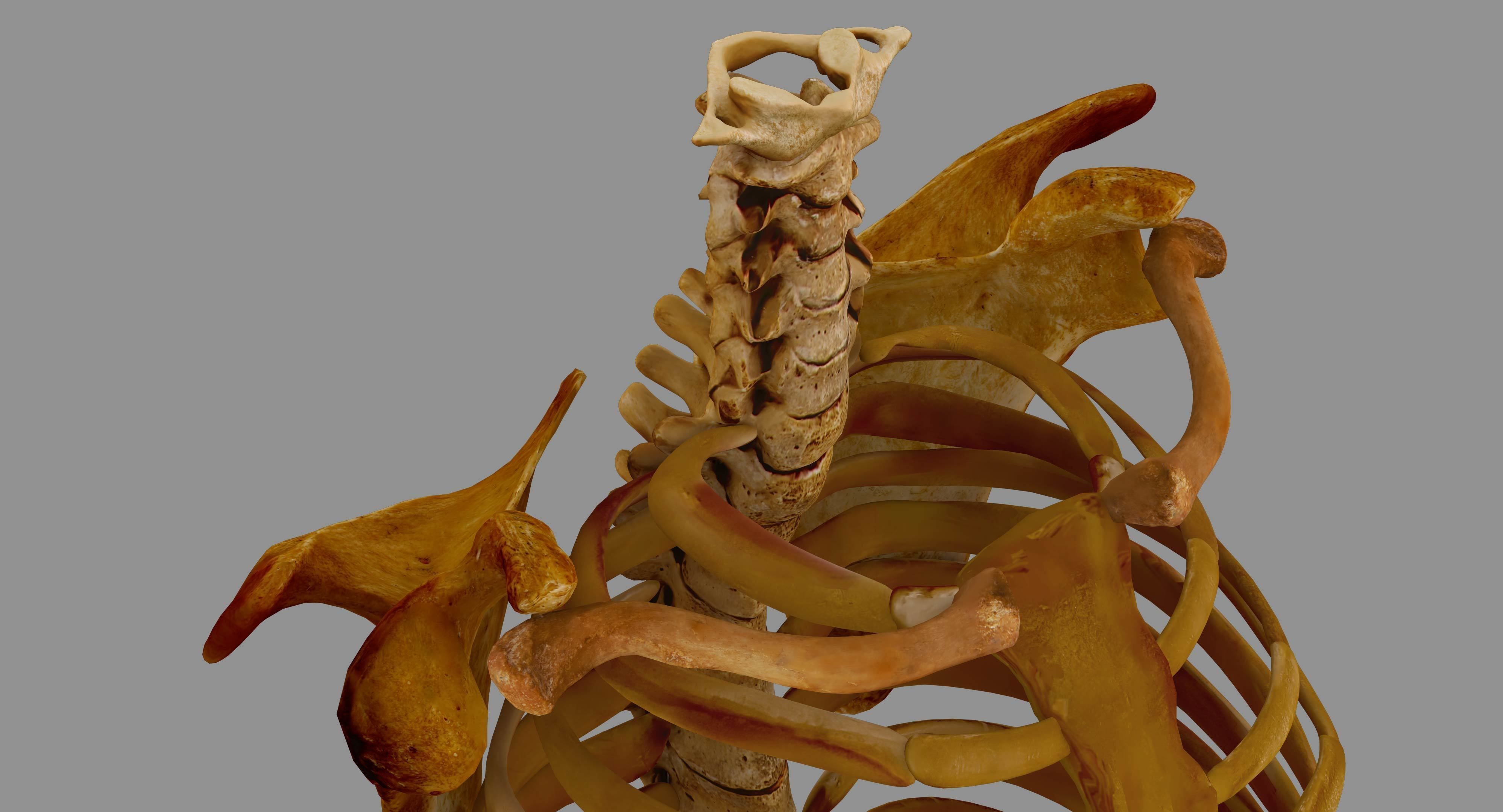 Human Spine Scanned Low-poly 3D model_14
