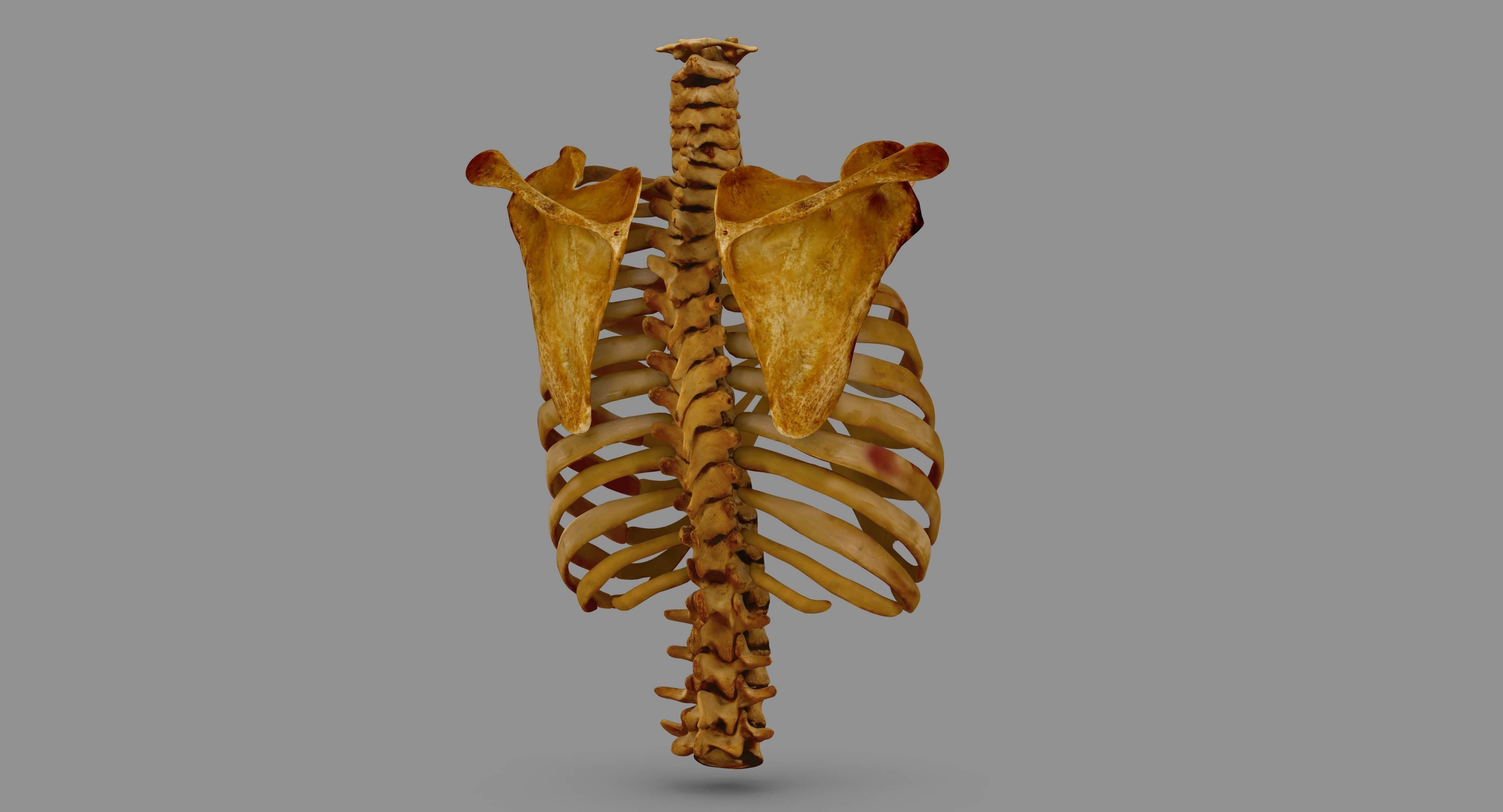 Human Spine Scanned Low-poly 3D model_104