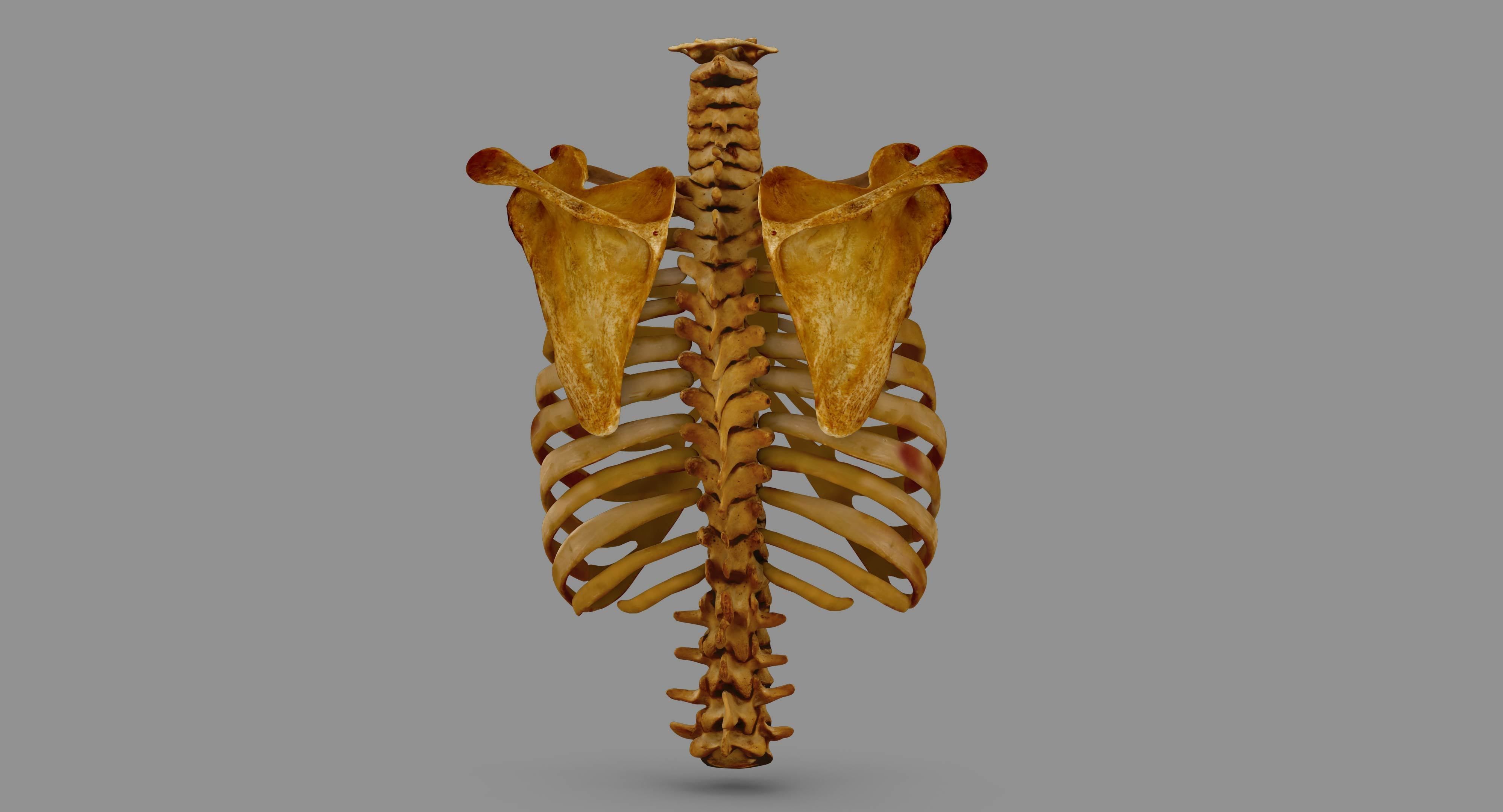 Human Spine Scanned Low-poly 3D model_106