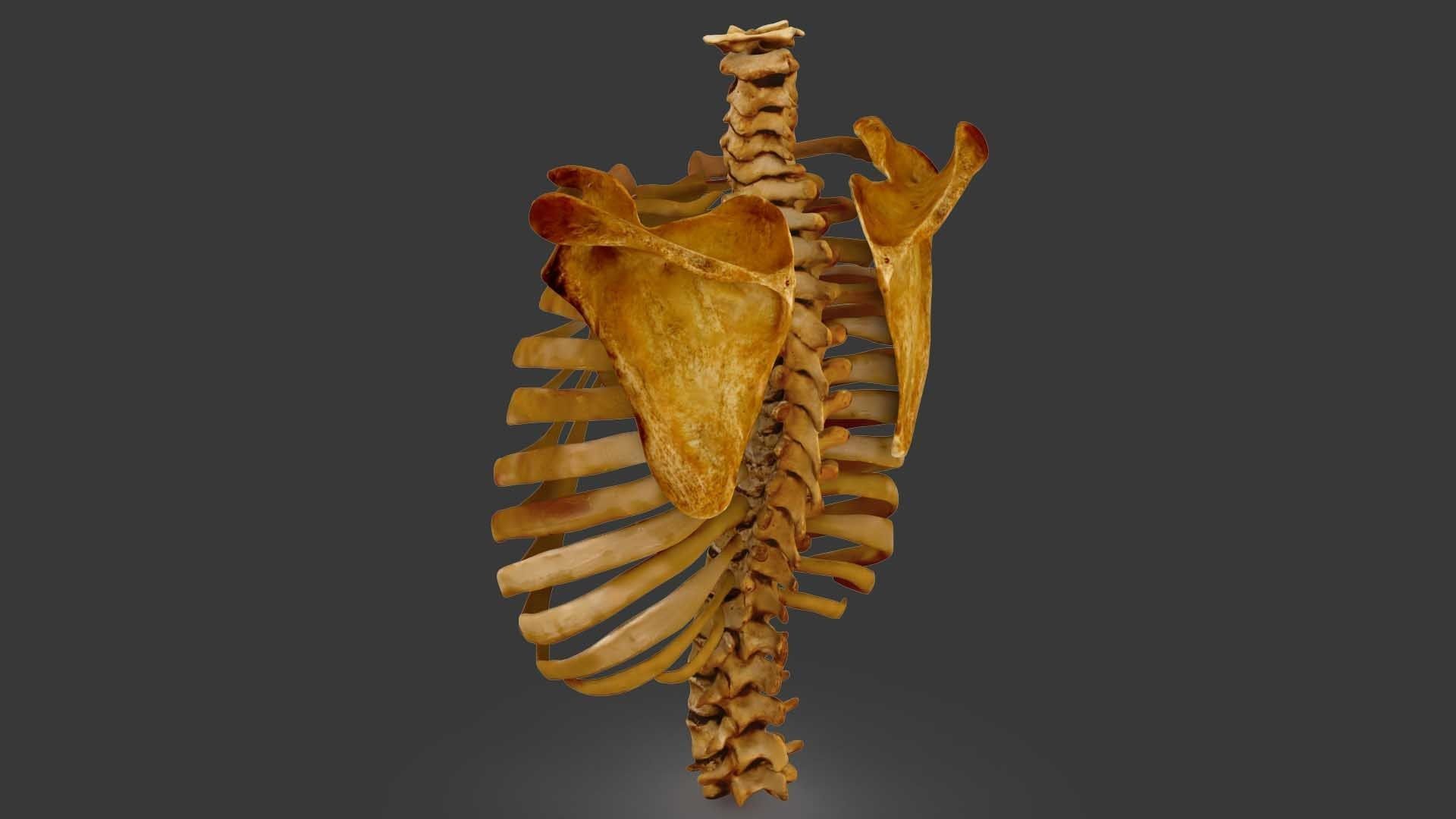 Human Spine Scanned Low-poly 3D model_1