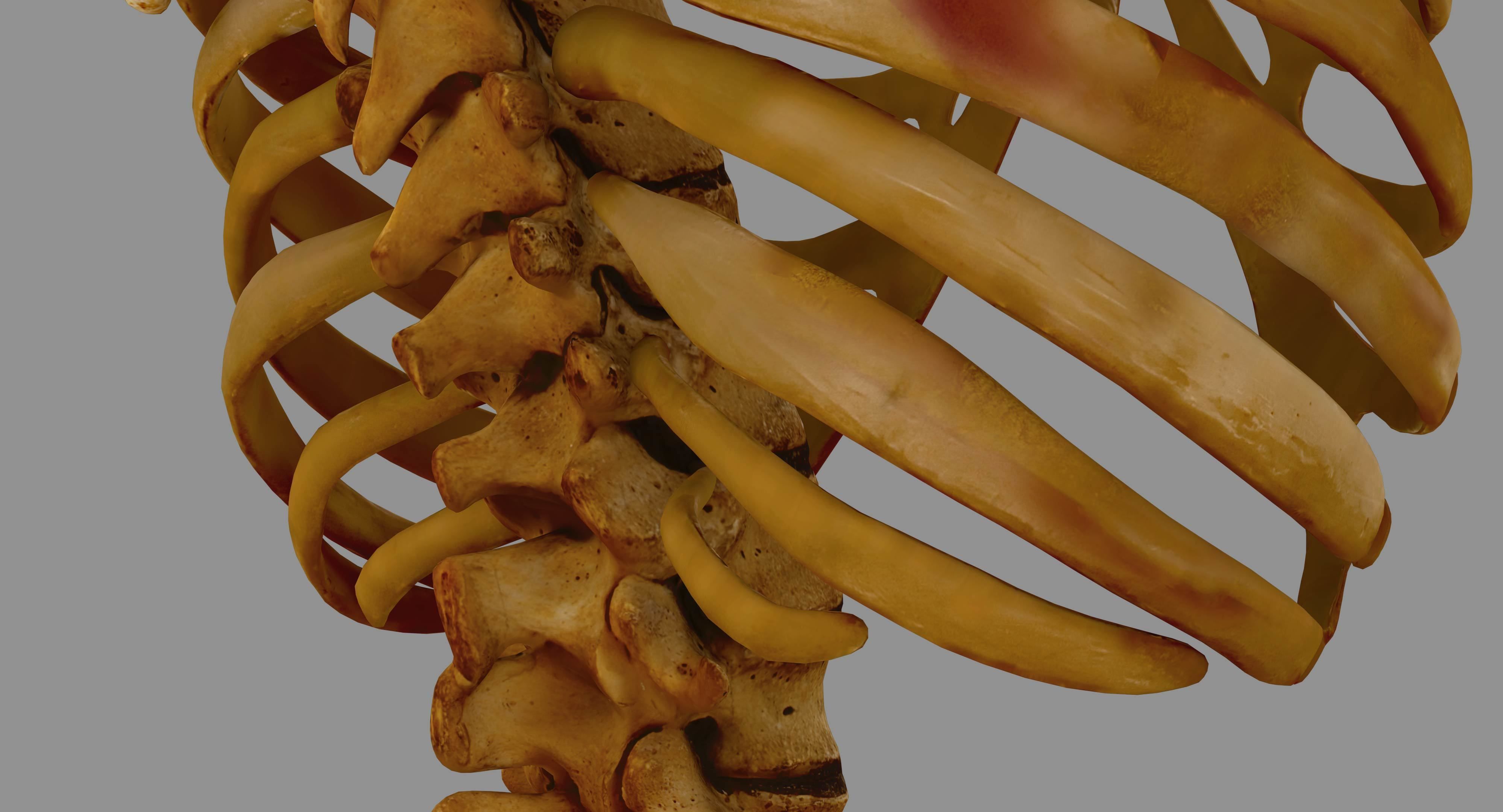 Human Spine Scanned Low-poly 3D model_40