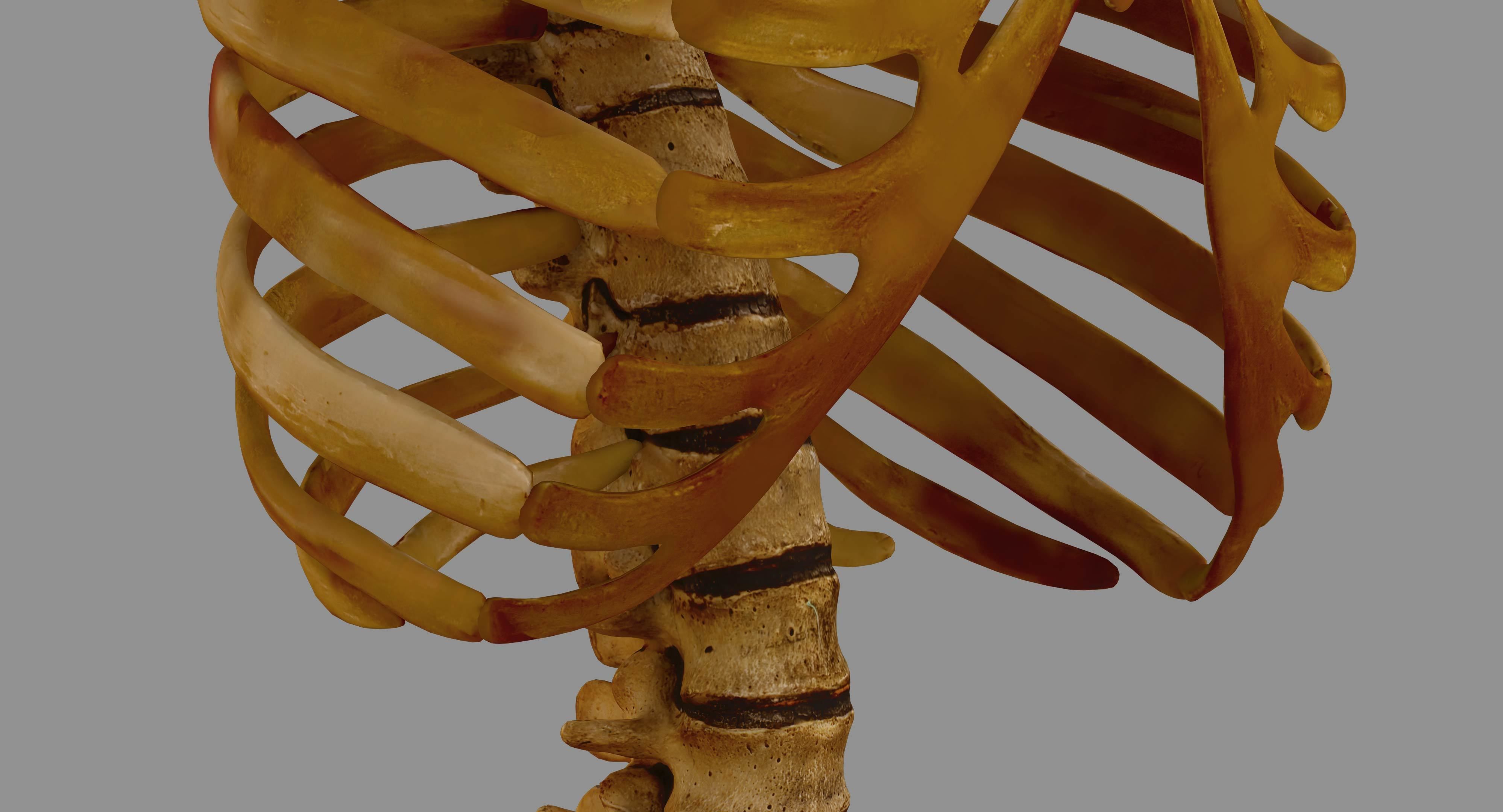 Human Spine Scanned Low-poly 3D model_20