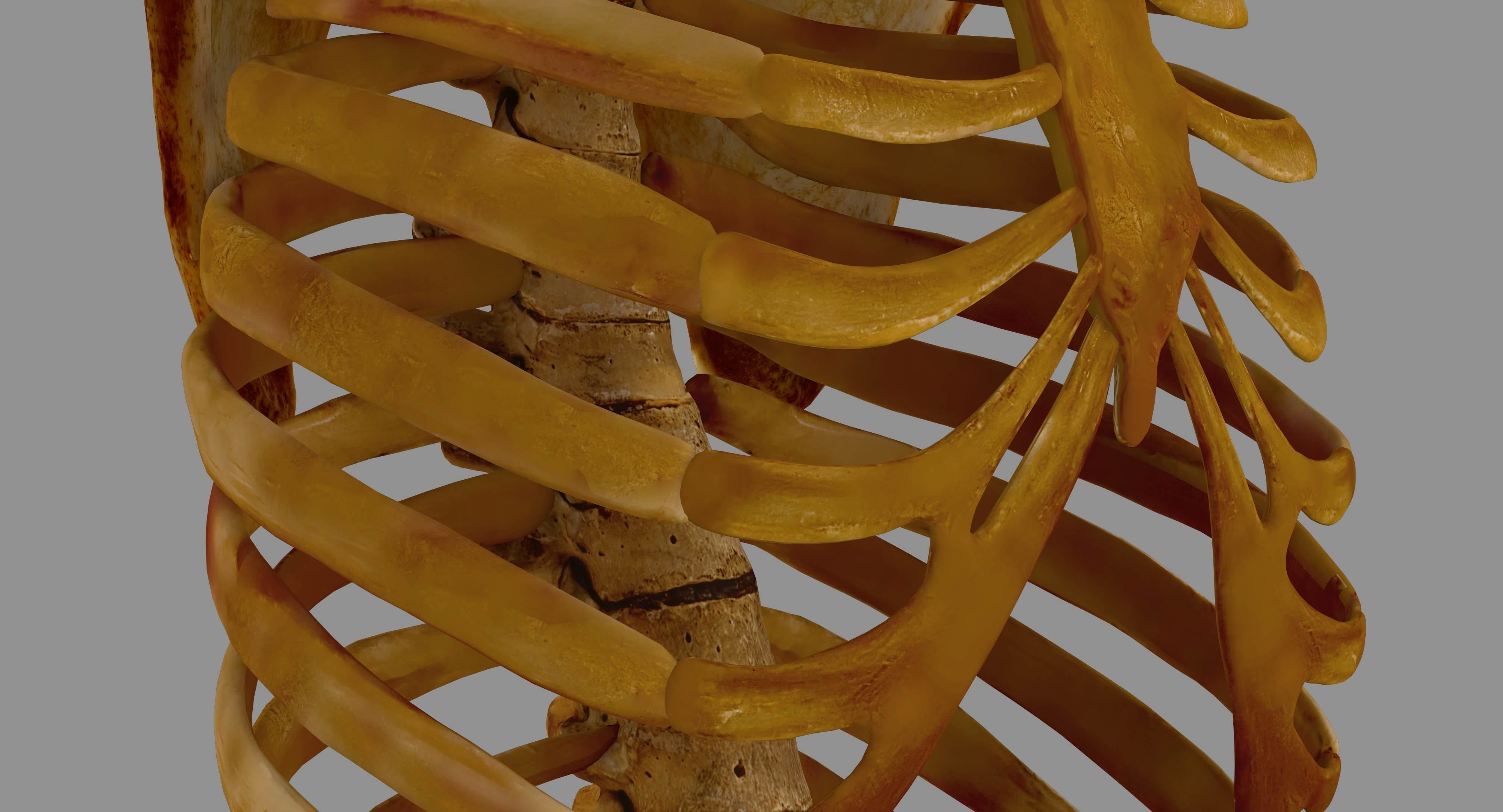 Human Spine Scanned Low-poly 3D model_18