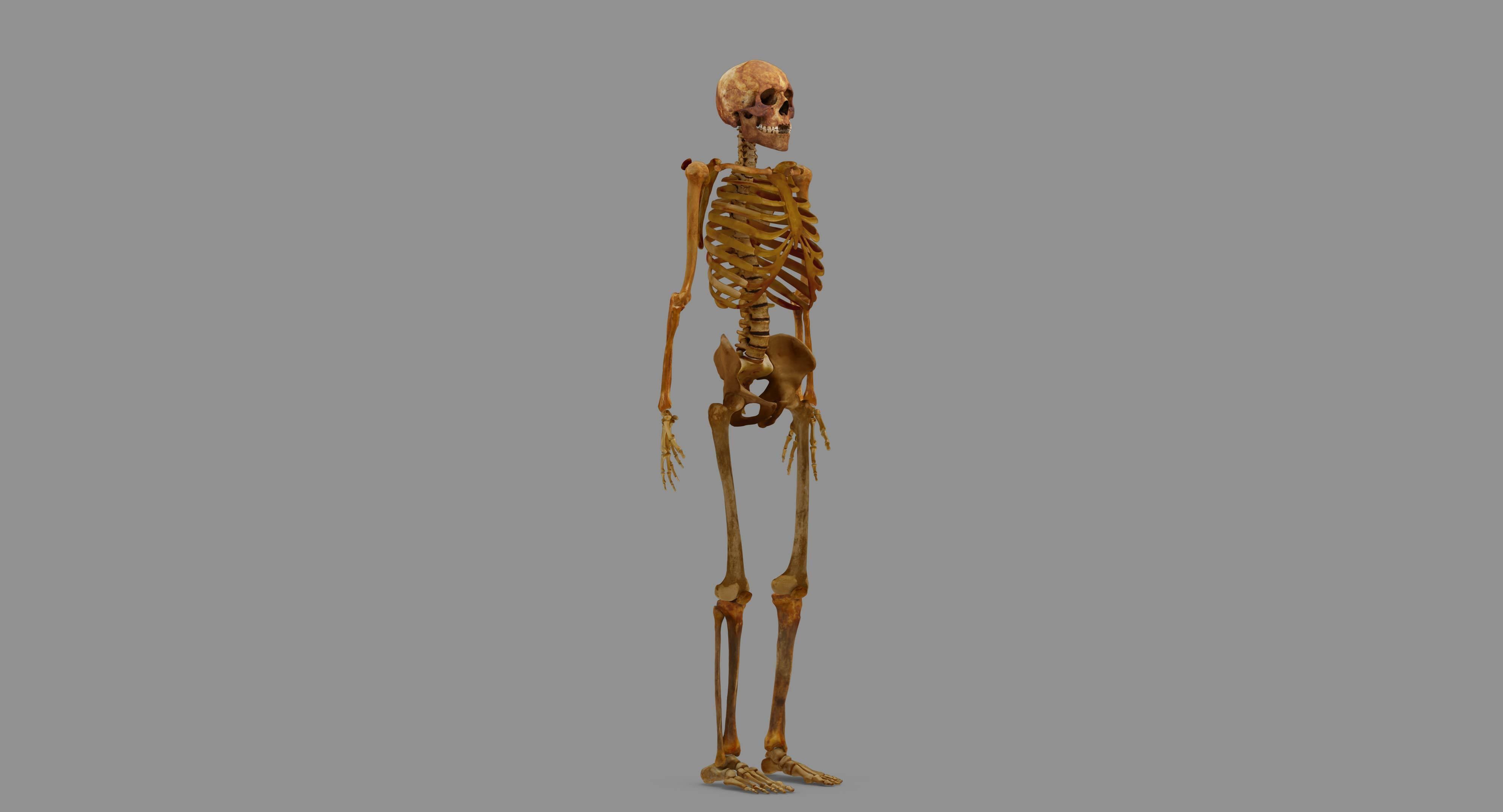 Human Skeleton Scanned Low-poly 3D model_91