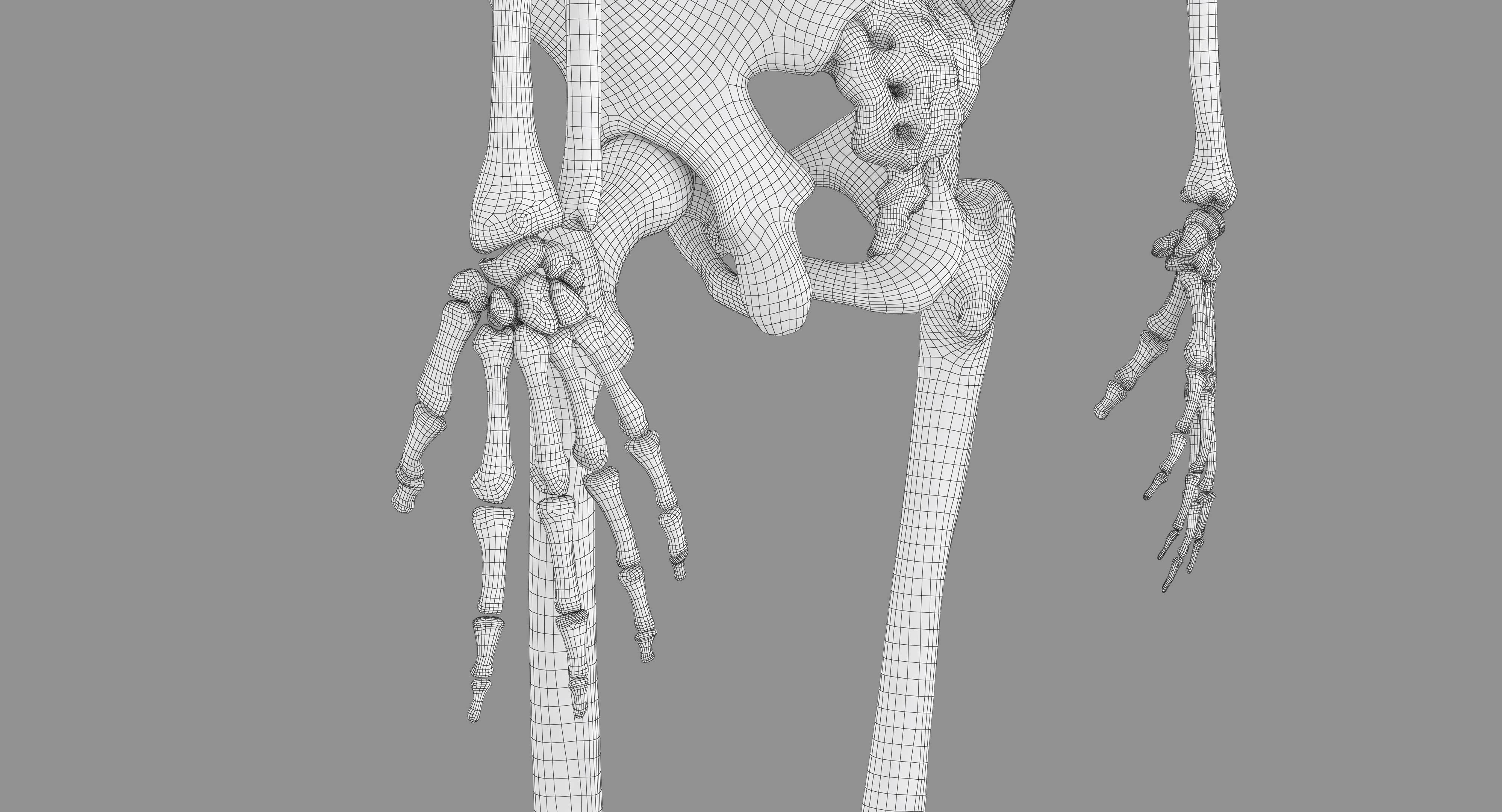 Human Skeleton Scanned Low-poly 3D model_60