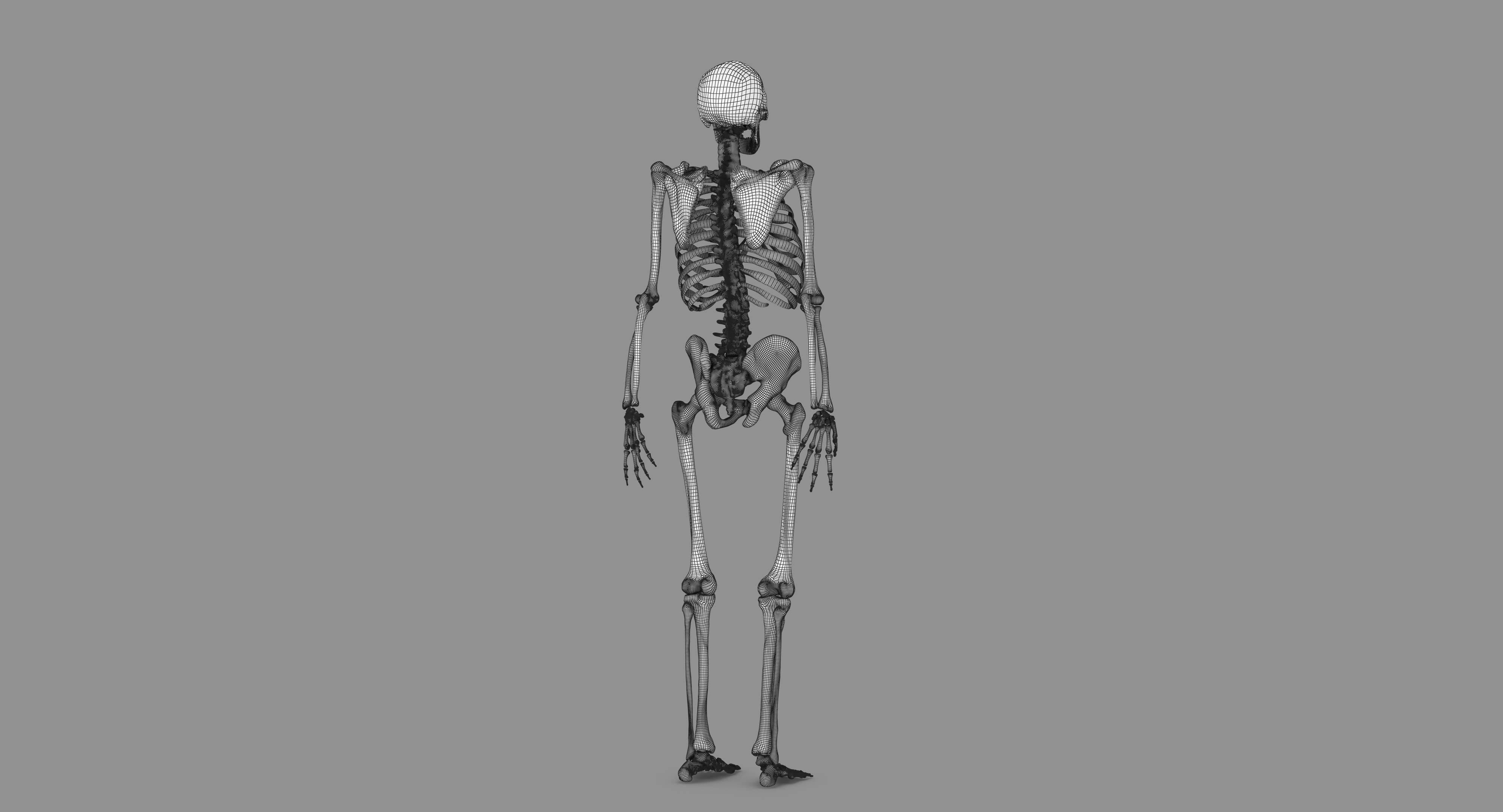 Human Skeleton Scanned Low-poly 3D model_106