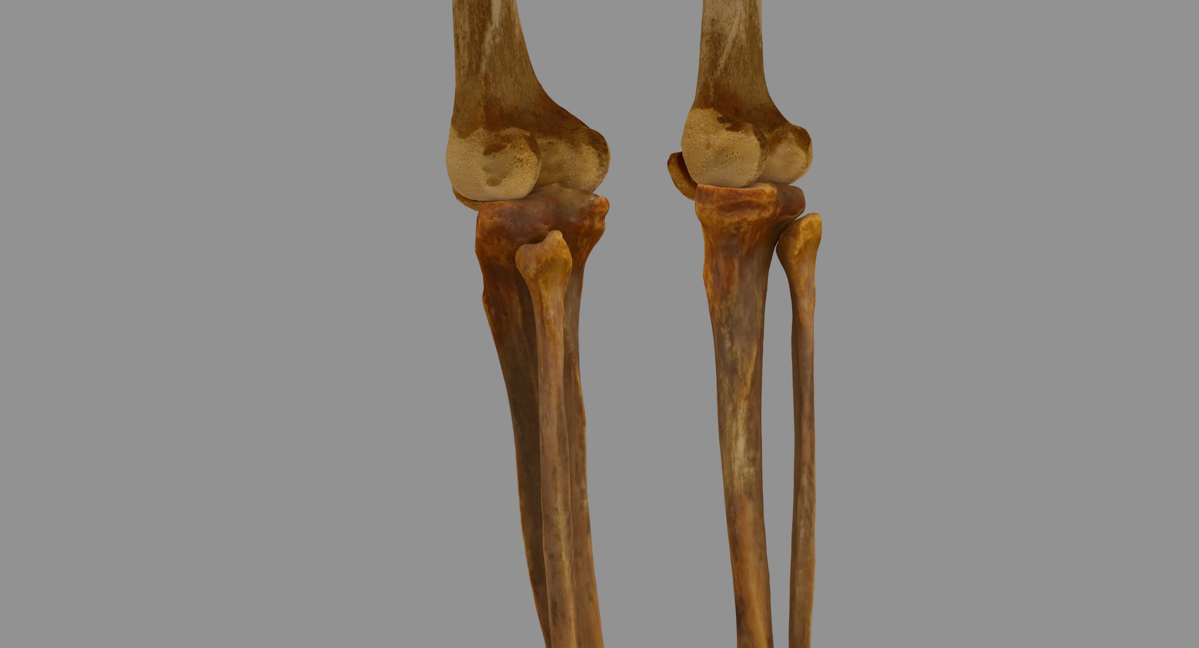 Human Skeleton Scanned Low-poly 3D model_61