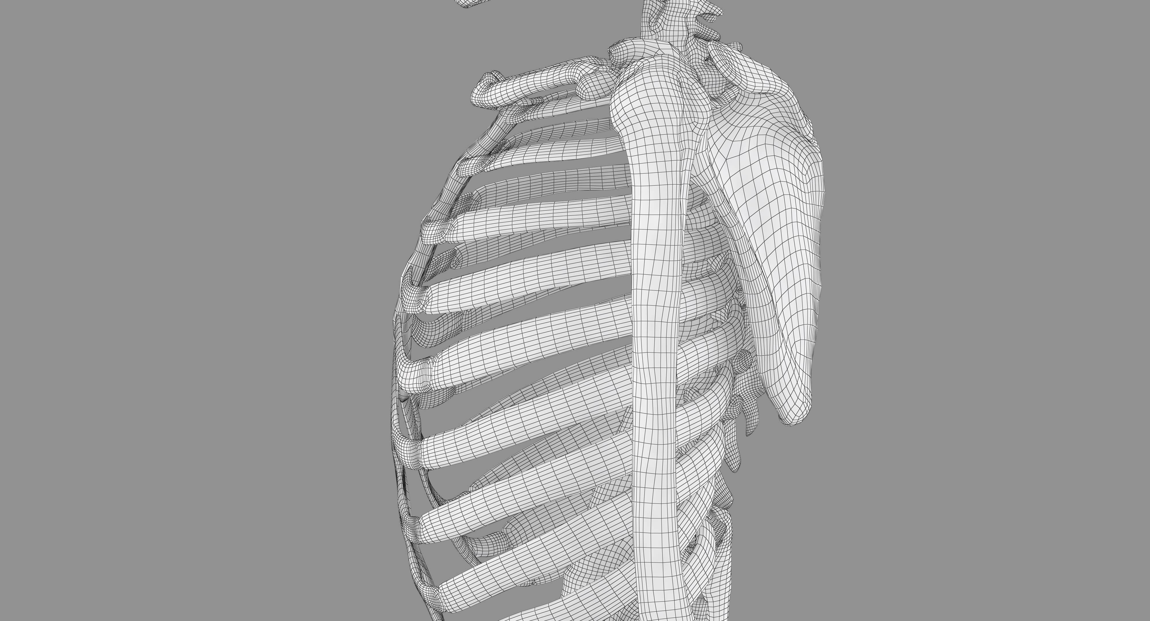 Human Skeleton Scanned Low-poly 3D model_68