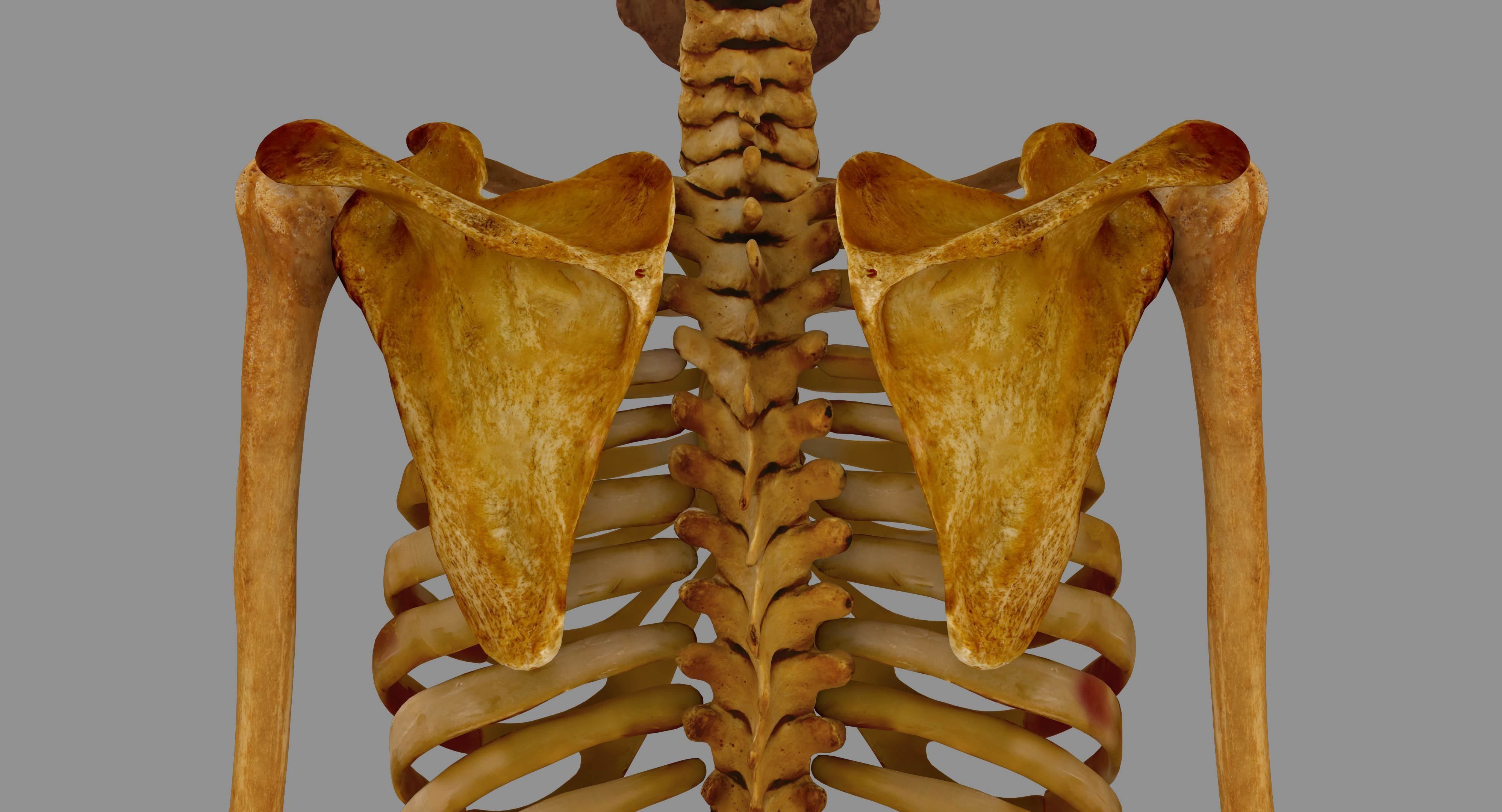 Human Skeleton Scanned Low-poly 3D model_47