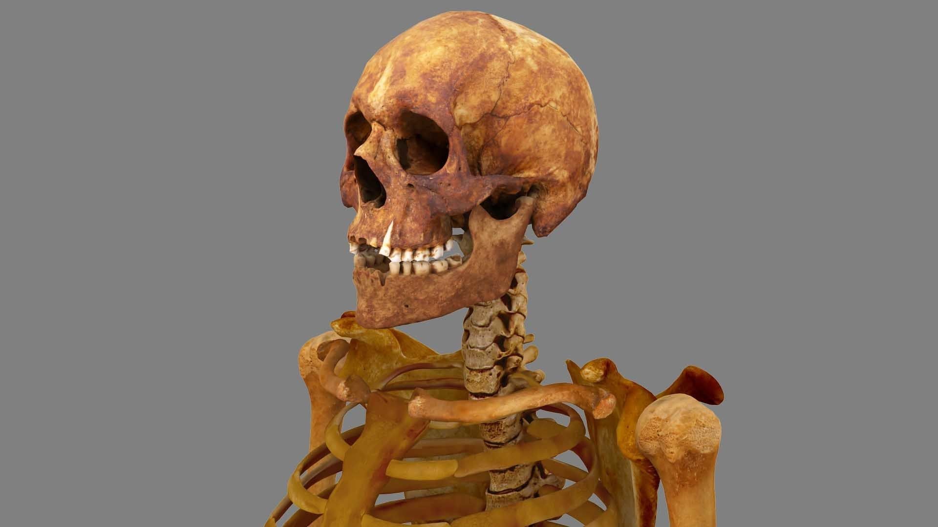 Human Skeleton Scanned Low-poly 3D model_2